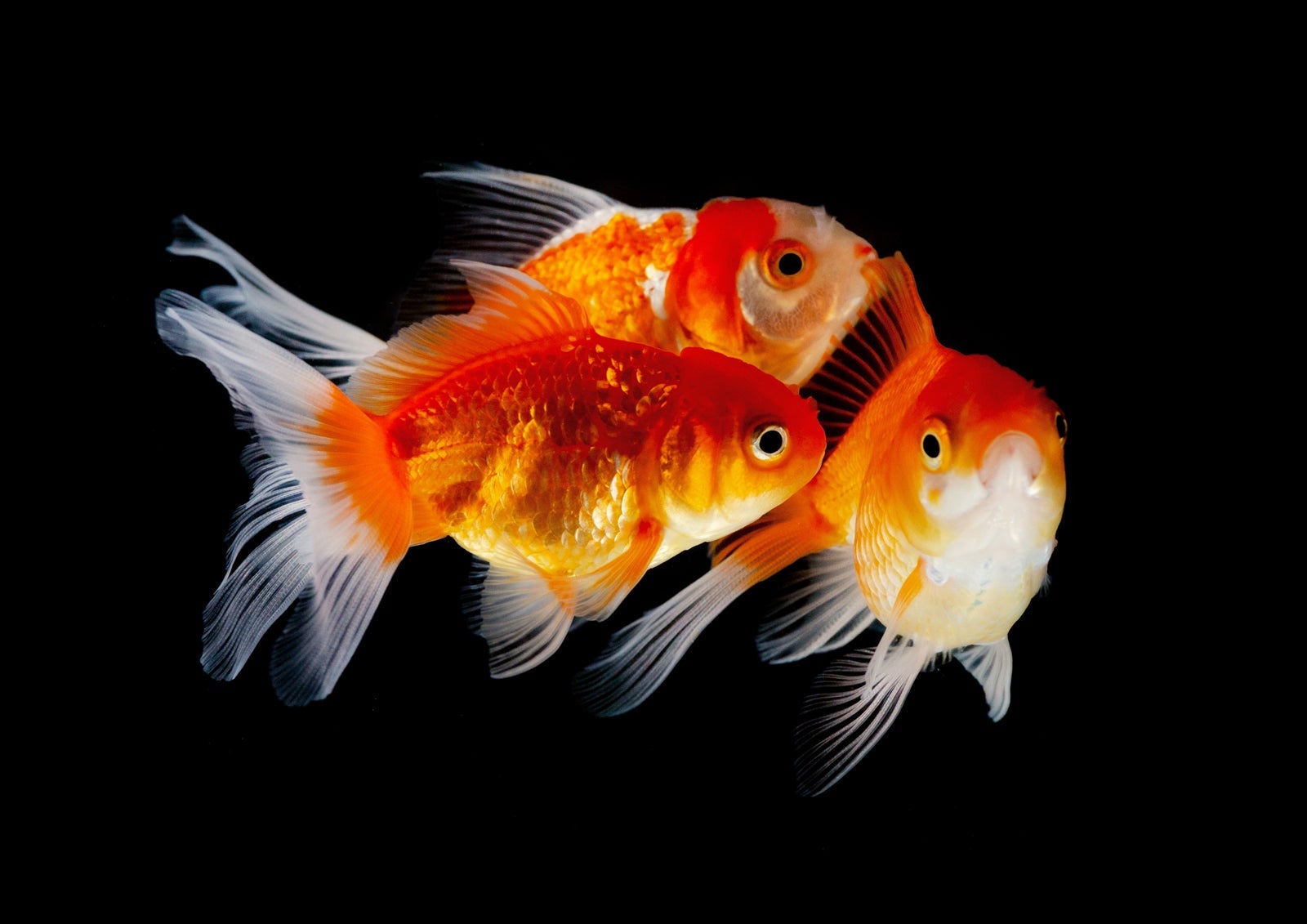 shutterstock_1204027714-2