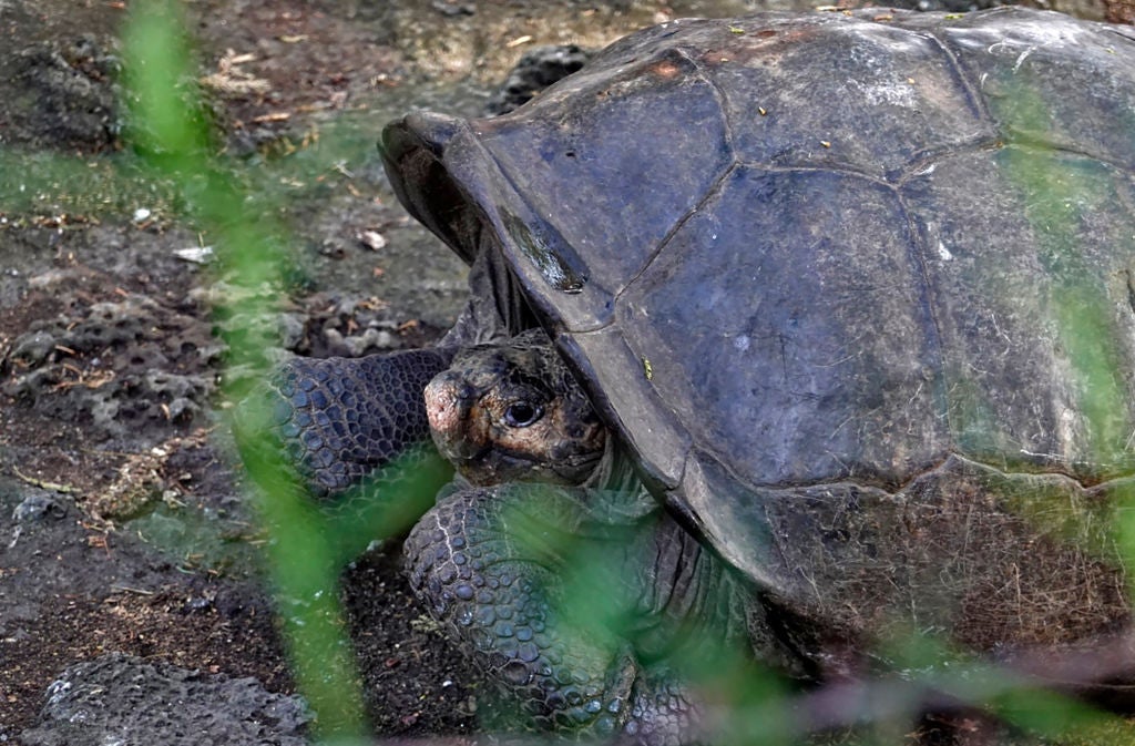 ECUADOR-GALAPAGOS-TORTOISE-DISCOVERY