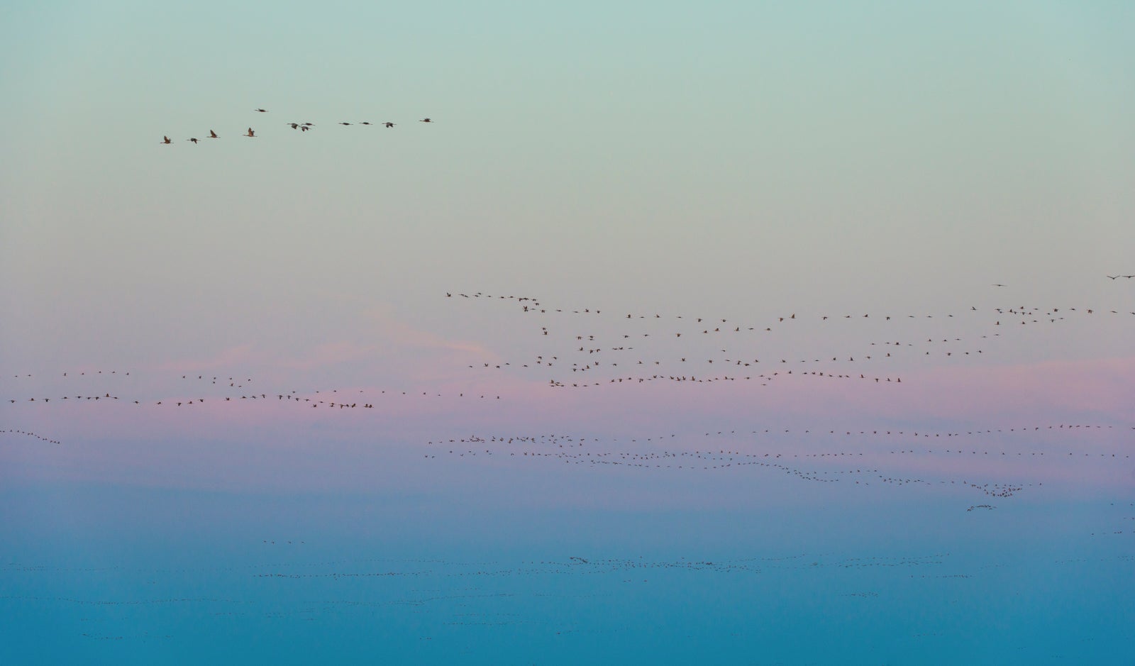 Sandhill Crane Migration Nebraska_shutterstock_1109016812