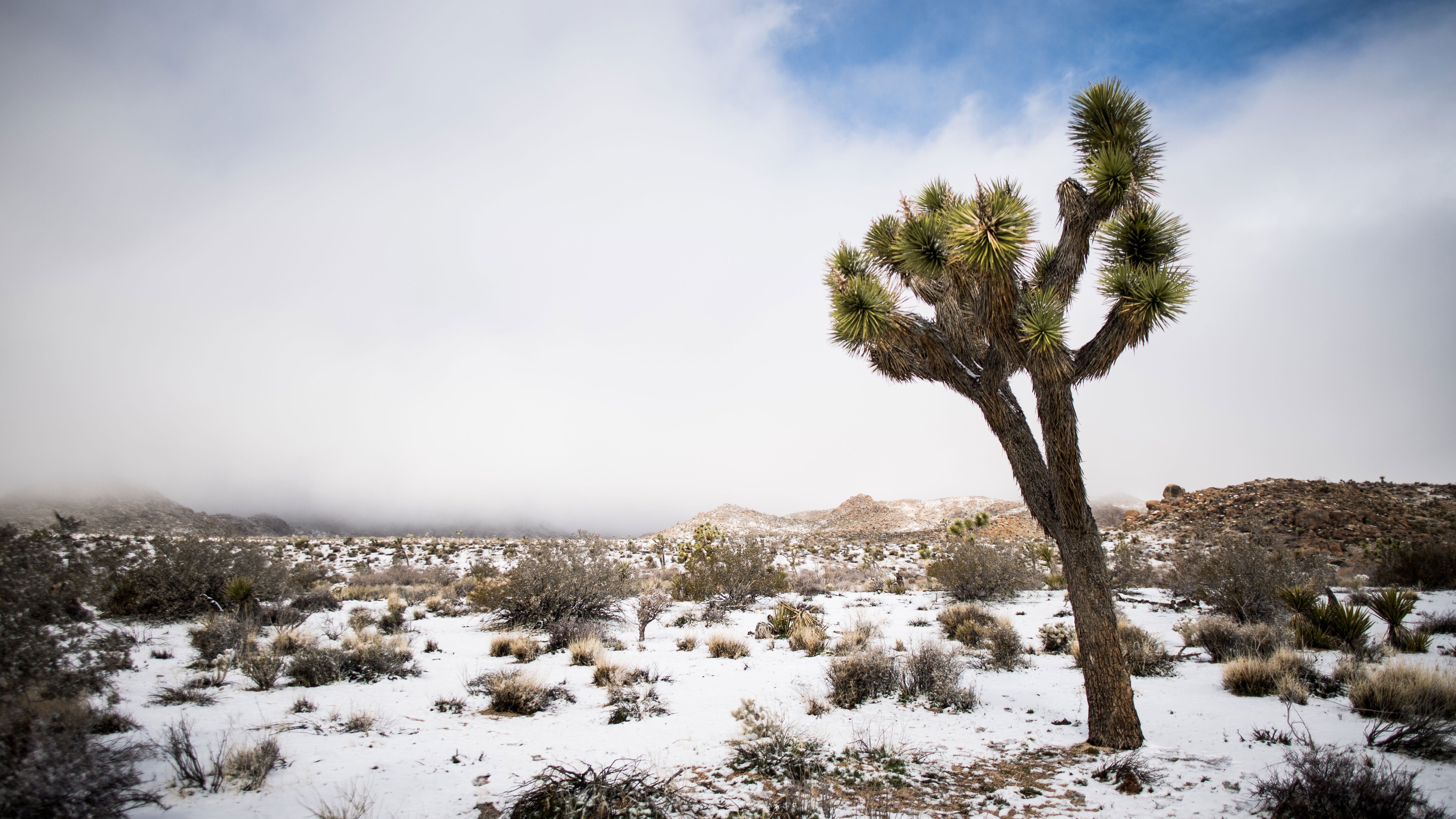 Snow-Joshua-Tree-National-Park-California-02-21-2019_6742