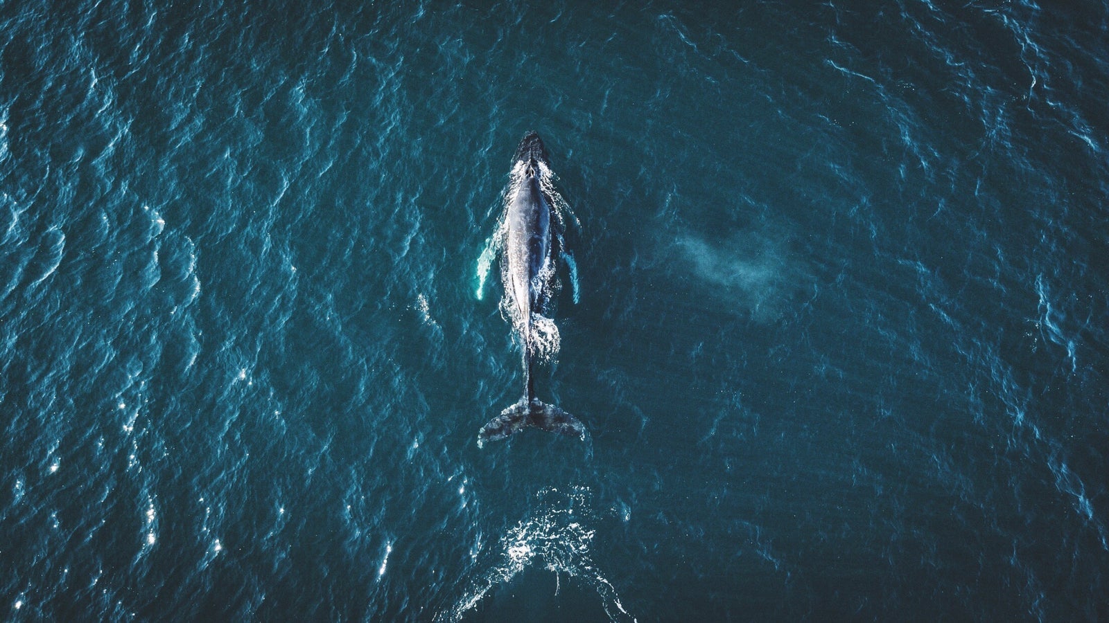 Directly Above Shot Of Whale In Sea