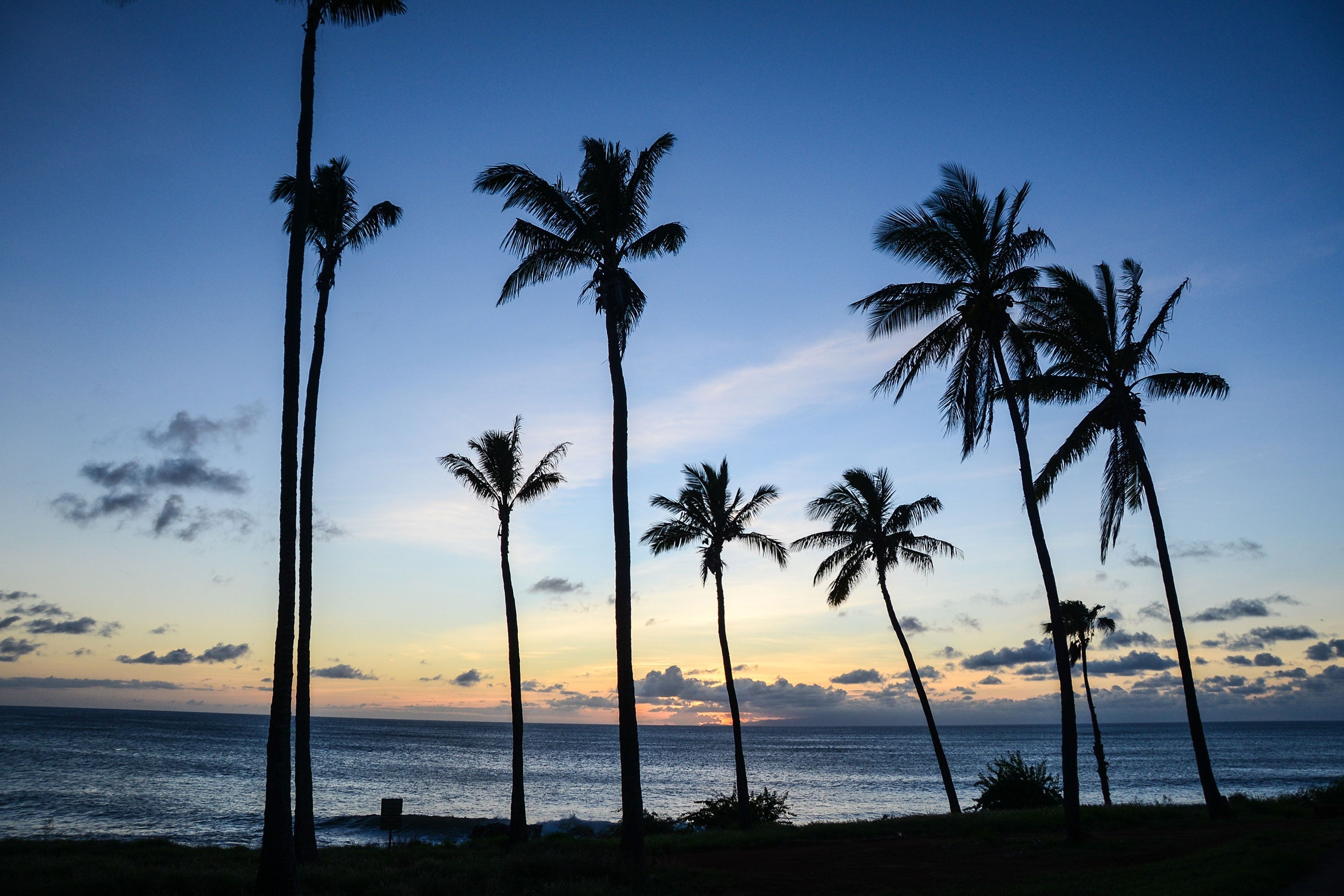 molokai-hawaii-palm-tree
