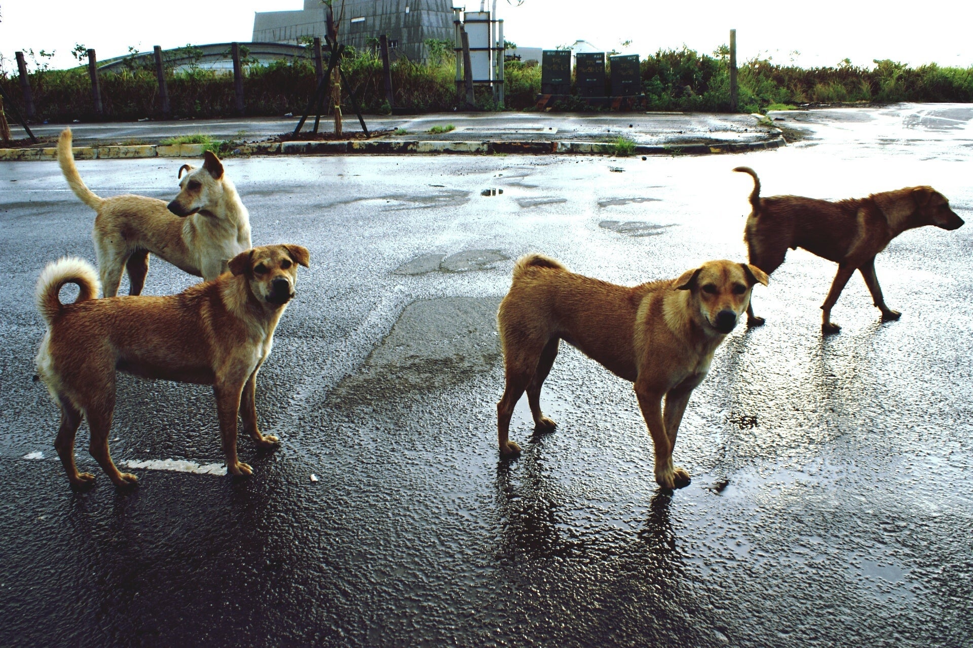 Stray Dogs Standing On Wet Street