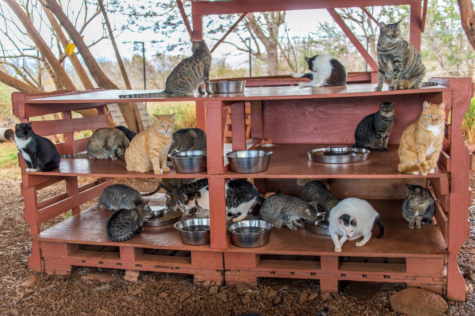 20190619_Lanai Cat Sanctuary_MLieberman-20