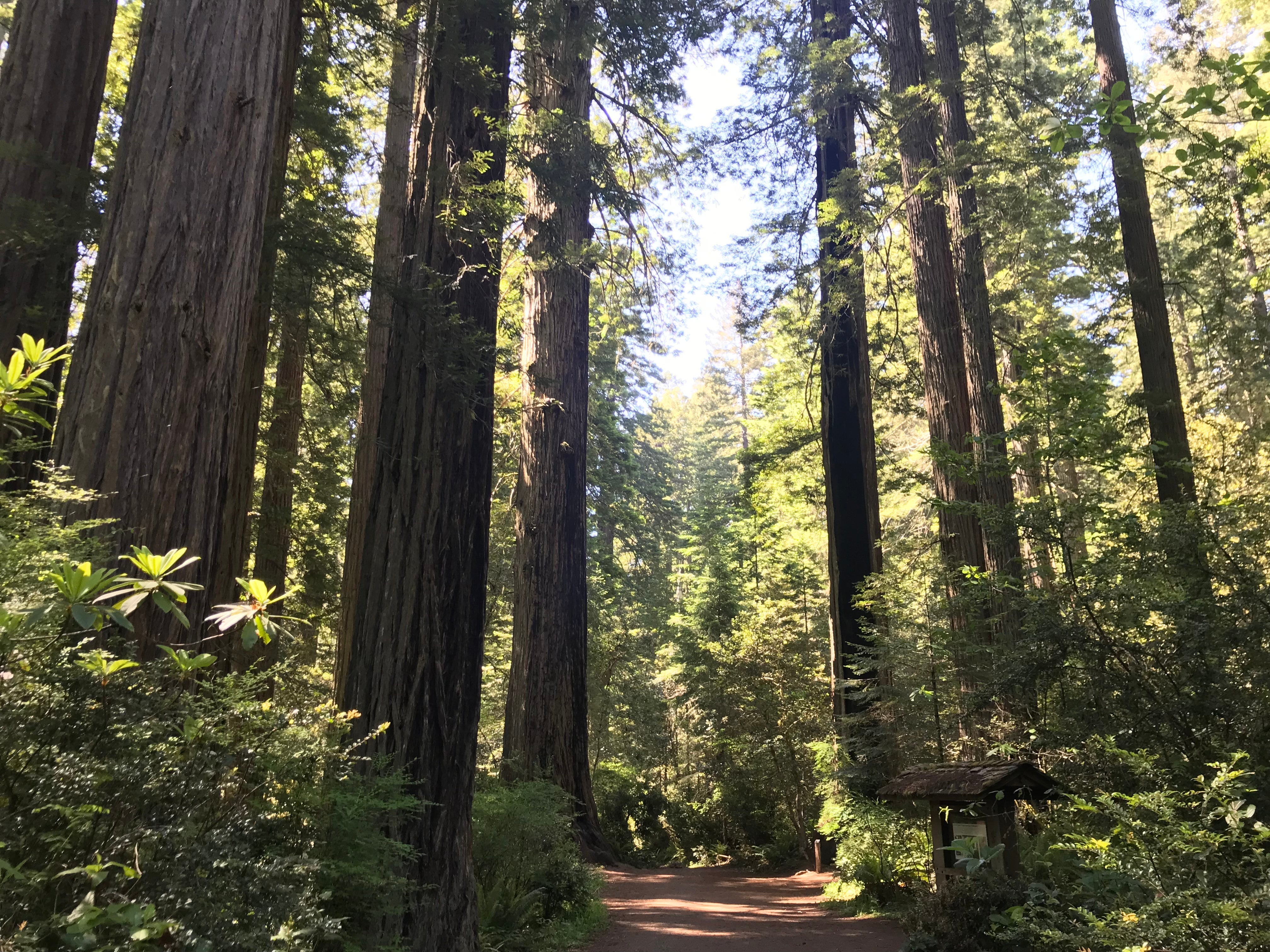 redwoods-lady-bird-johnson-grove-featured