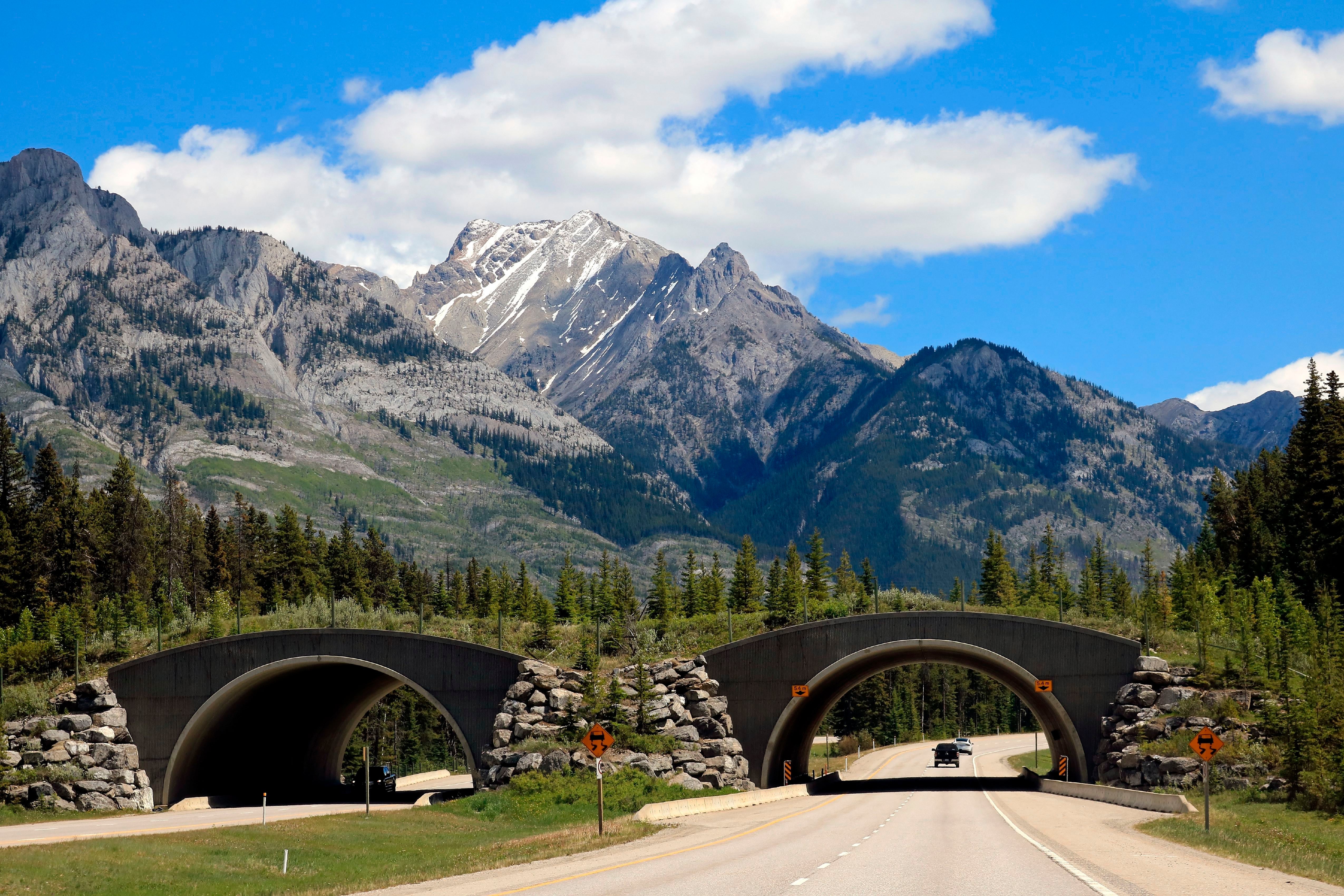 Wildlife passage bridge over highway