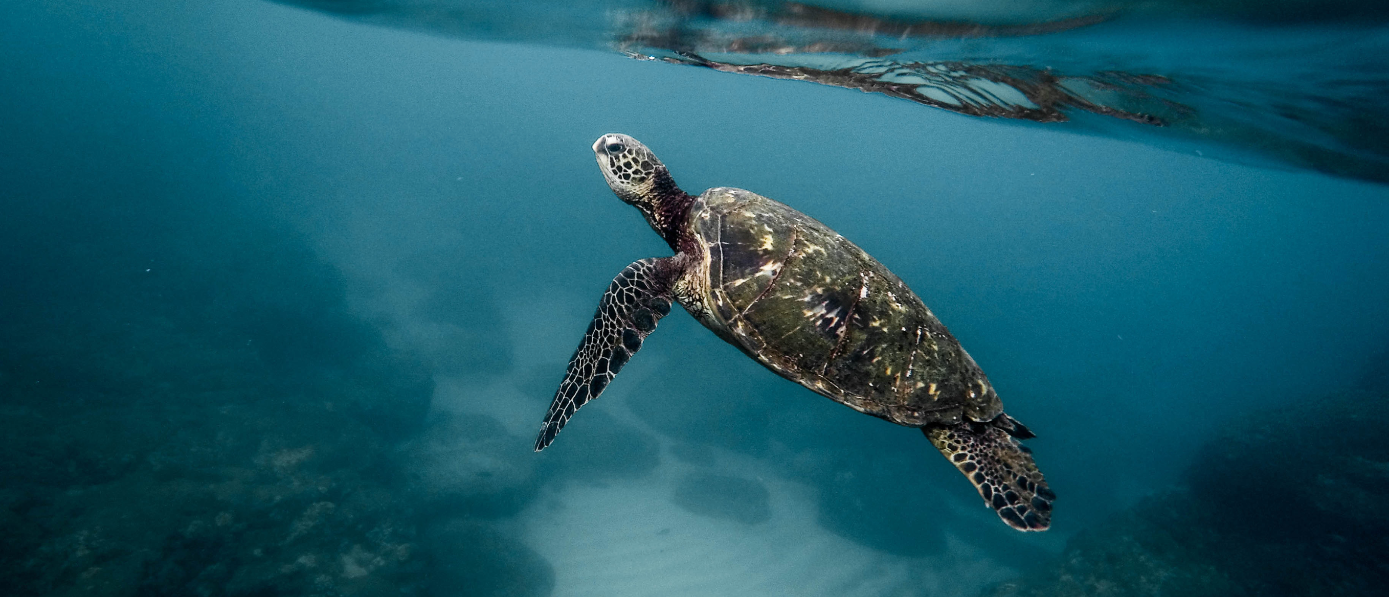 American Express || Parley