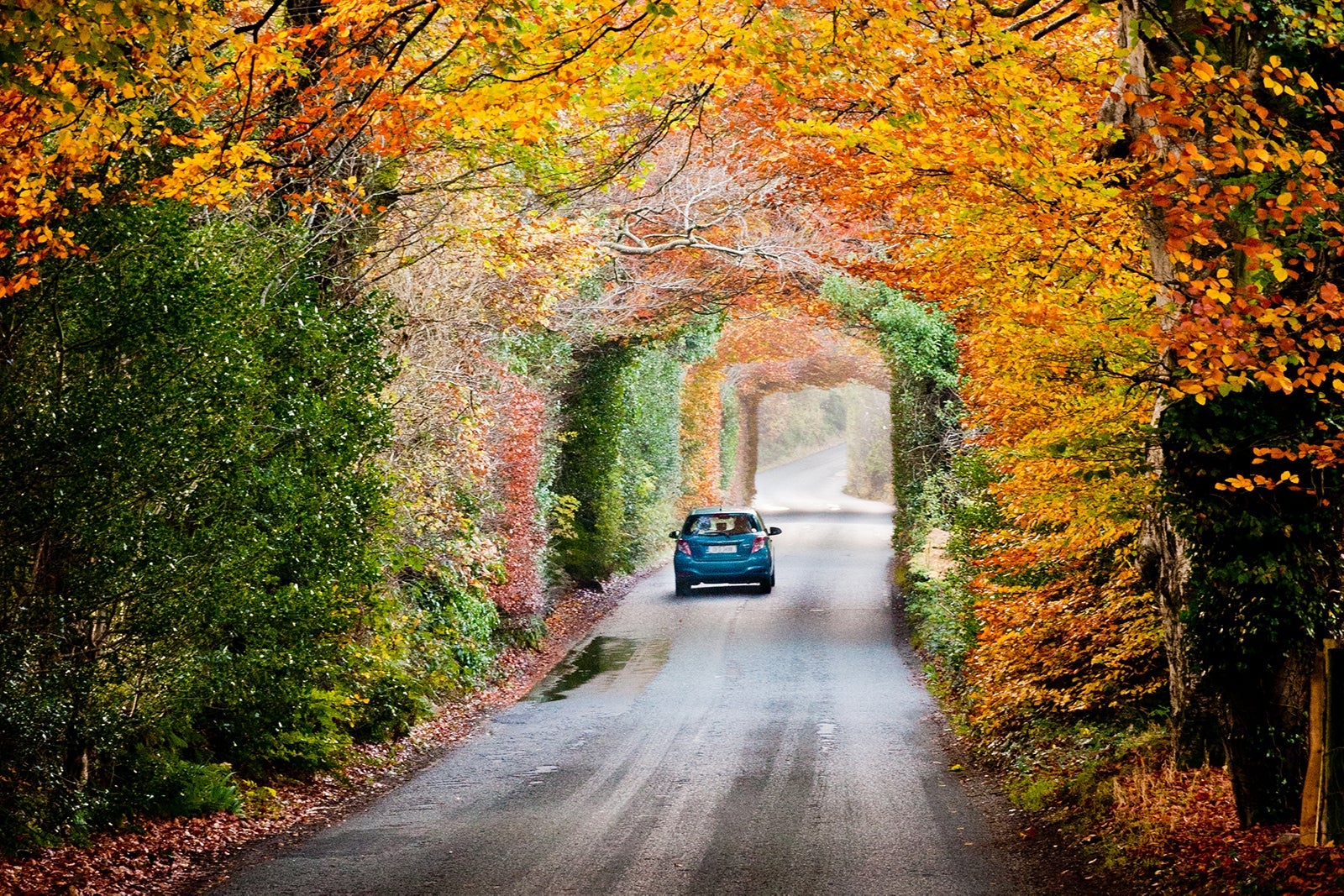 car rental_Dave G Kelly