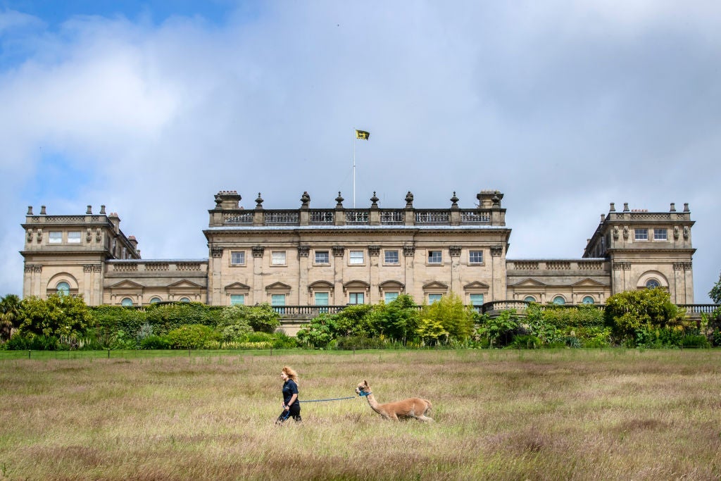 Alpaca walking at Harewood House