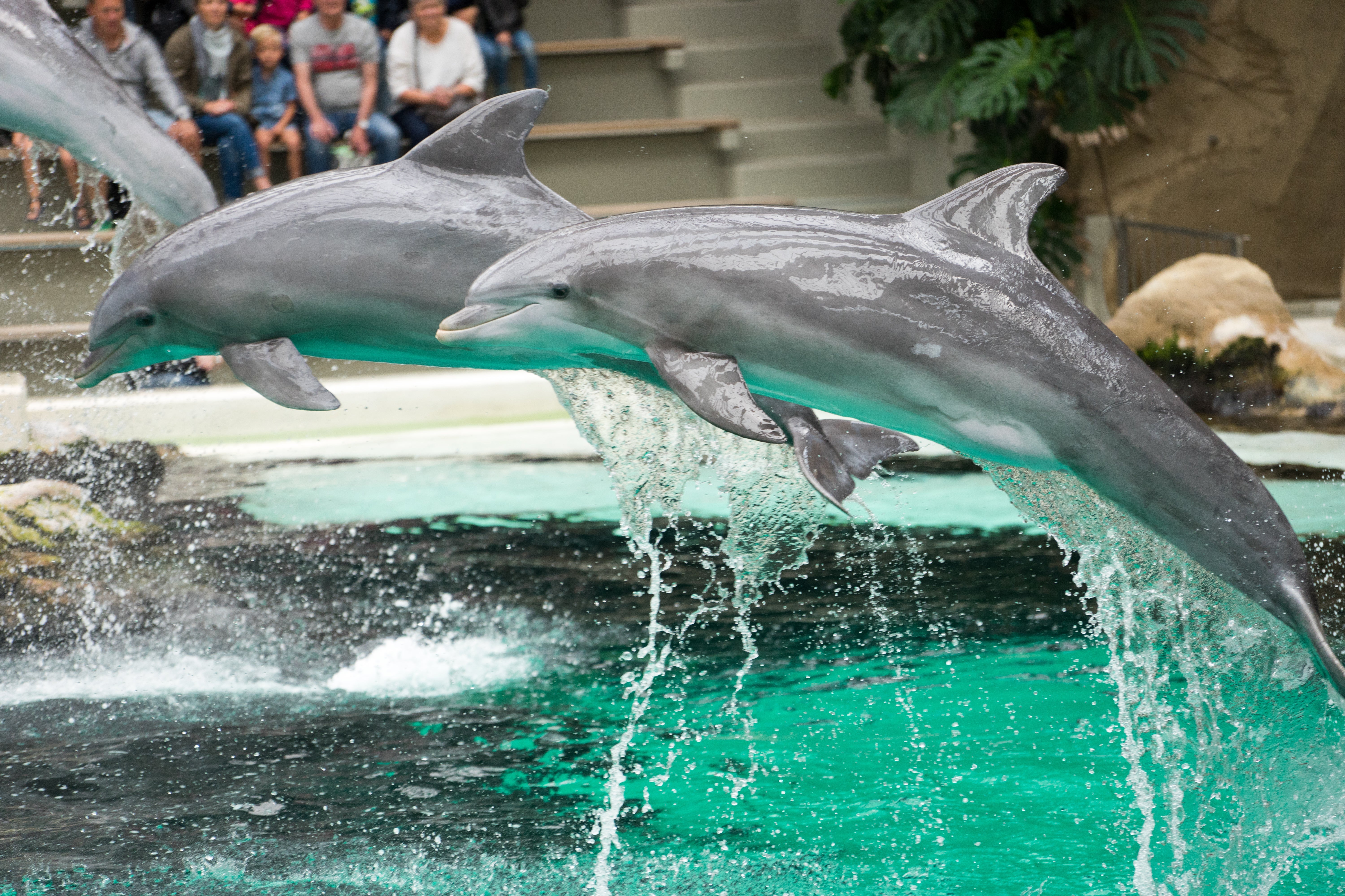 Side View Of Dolphins Jumping In Turquoise Swimming Pool