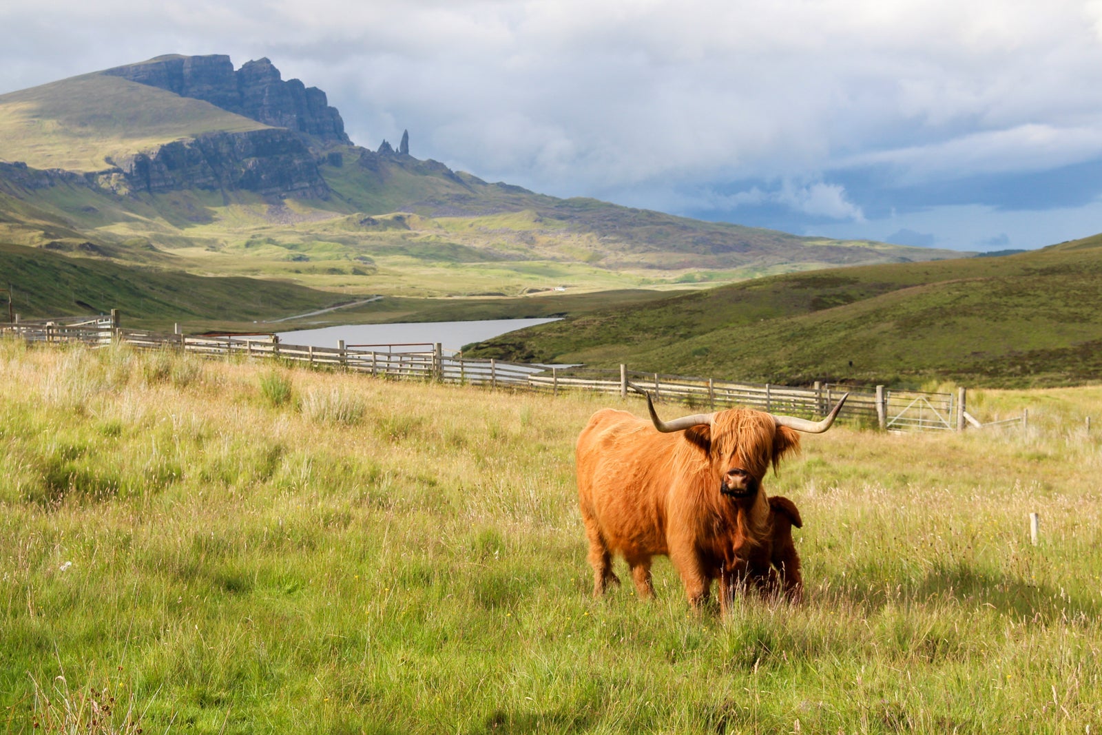 Highland cattle cow and calf at Loch Leathan with The Old Man of Storr in the back, Scotland
