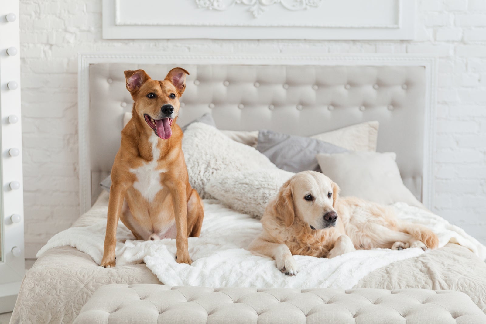 Golden retriever and mixed breed ginger dogs in luxurious bright colors classic eclectic style bedroom with king-size bed and bedside table. Pets friendly hotel or home room.