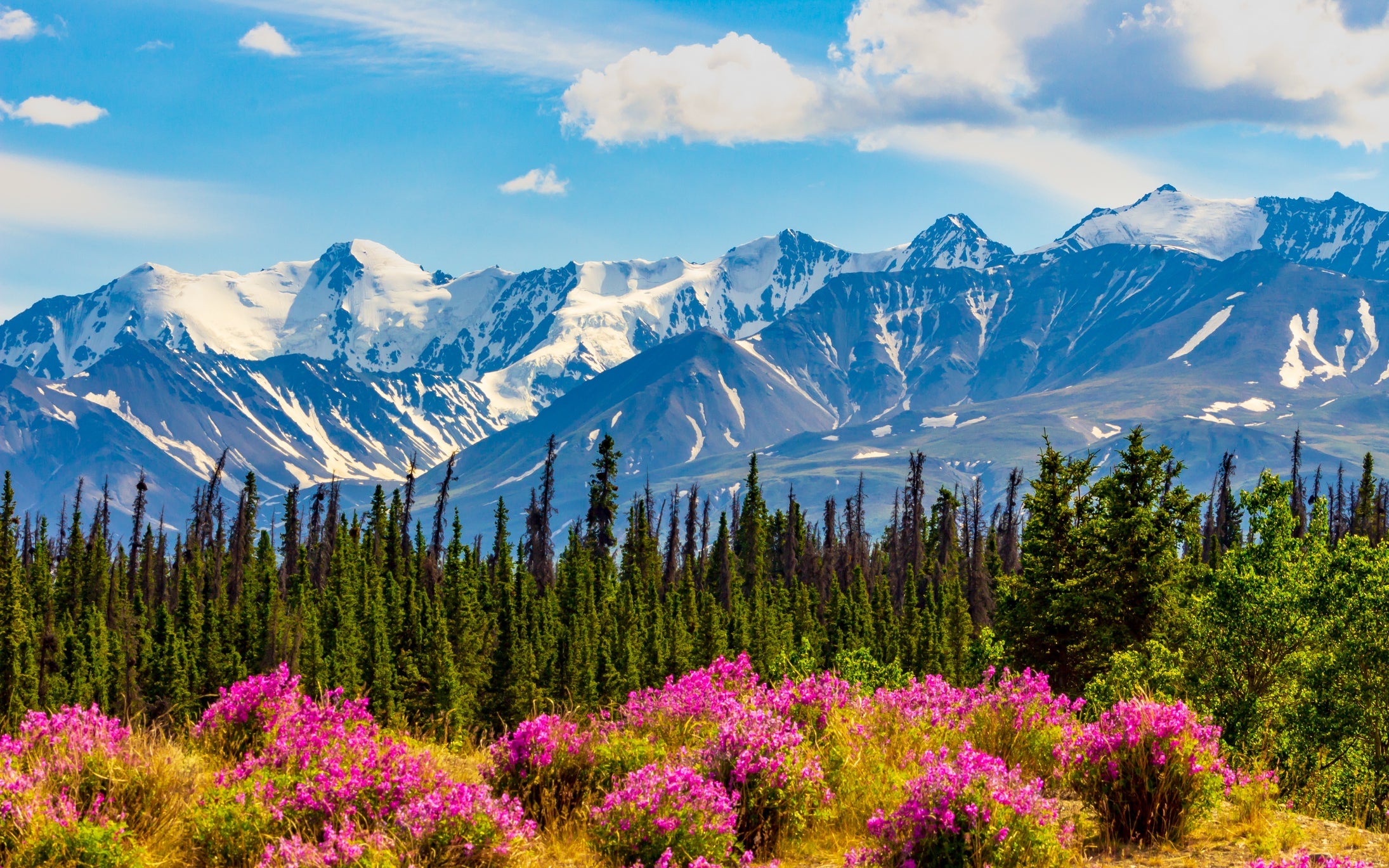 Scenic View Of Flowering Plants And Mountains Against Sky