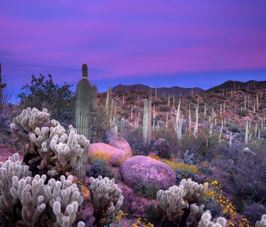 Purple sunset over the saguaro desert