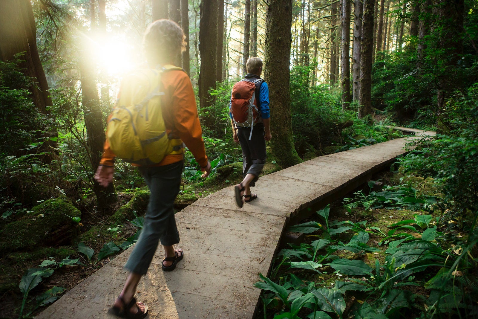 Hiking through the Redwood forest.