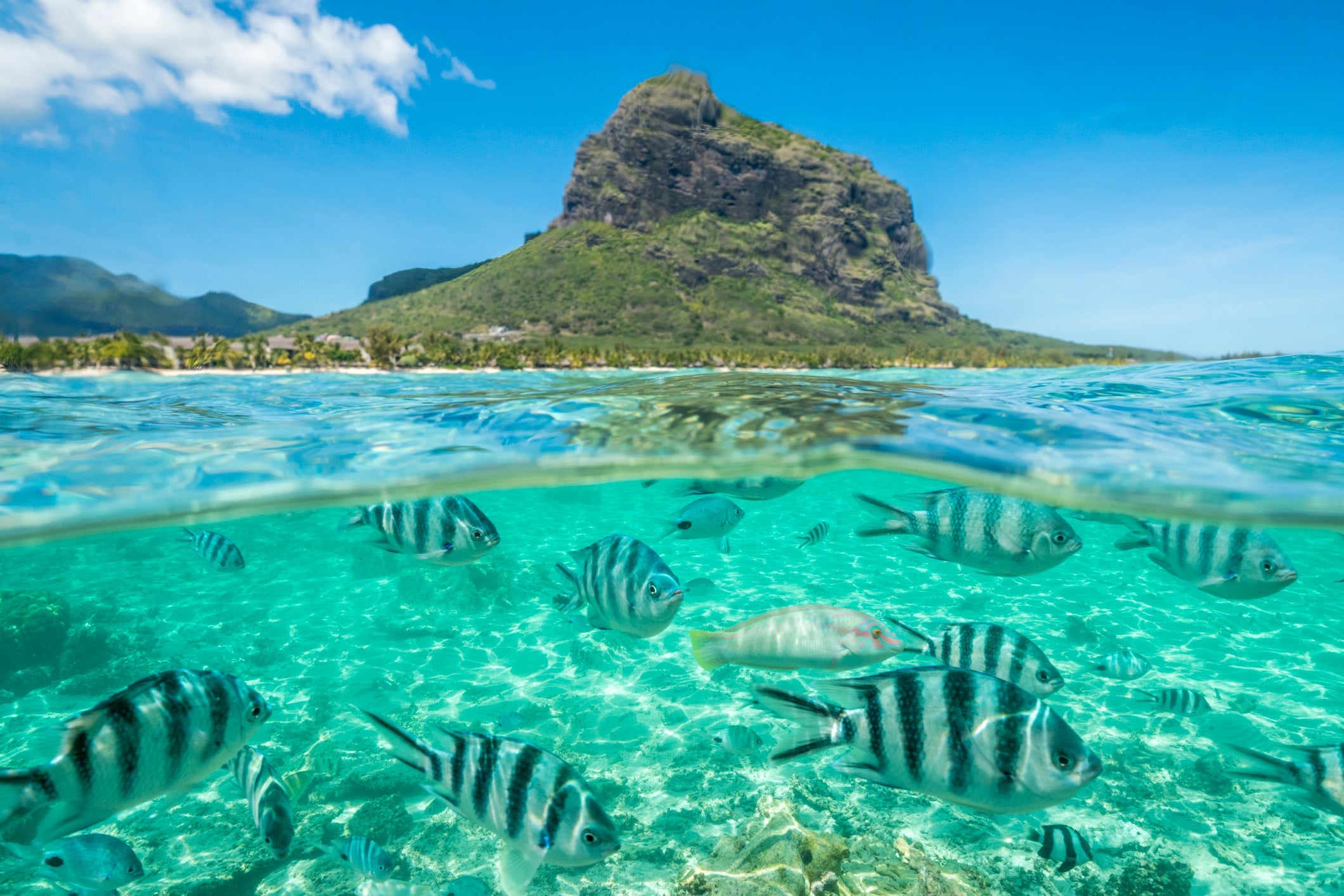 Tropical fish under waves on coral reef, Indian Ocean, Mauritius