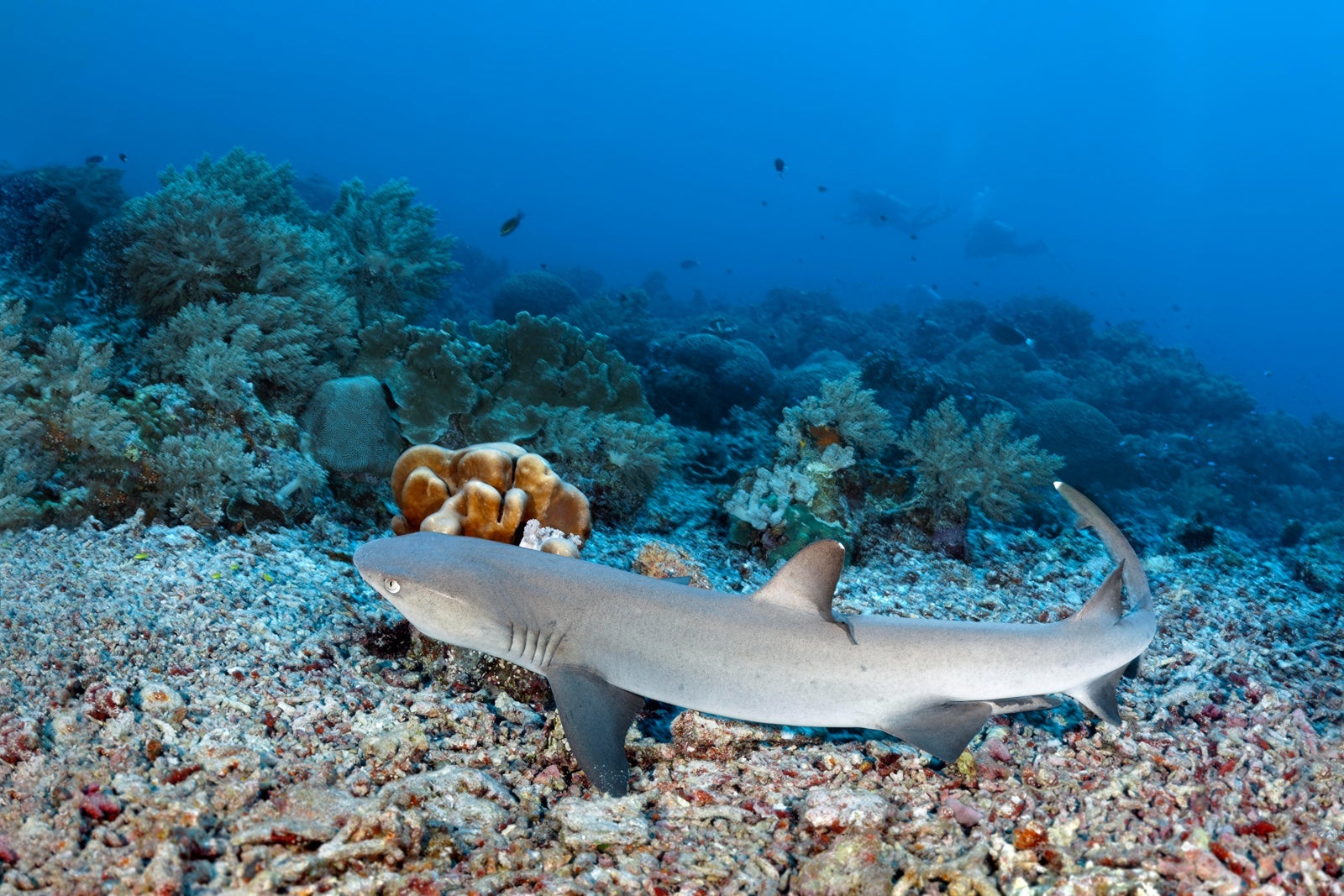 Whitetip reef shark (Triaenodon obesus) takes off over boulders of dead corals, dahiter coral reef, Pacific Ocean, Sulu Lake, Tubbataha Reef National Marine Park, Palawan Province, Philippines