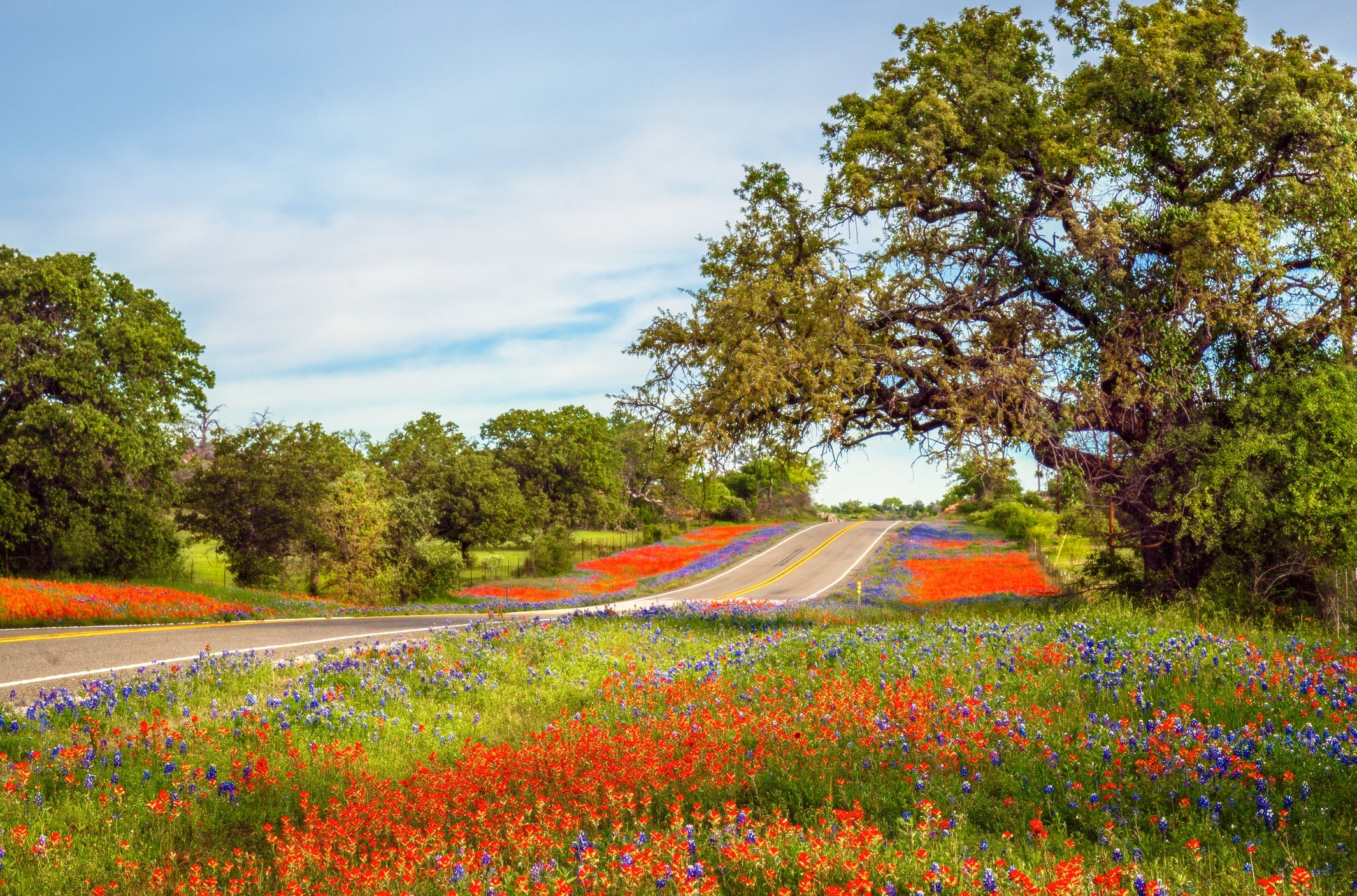 texas bluebonnets road