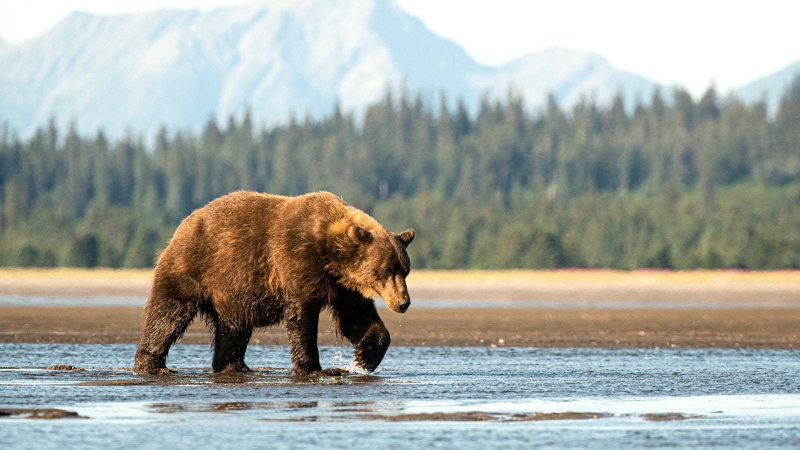 A large coastal brown bear in Alaska walks across a tidal delta