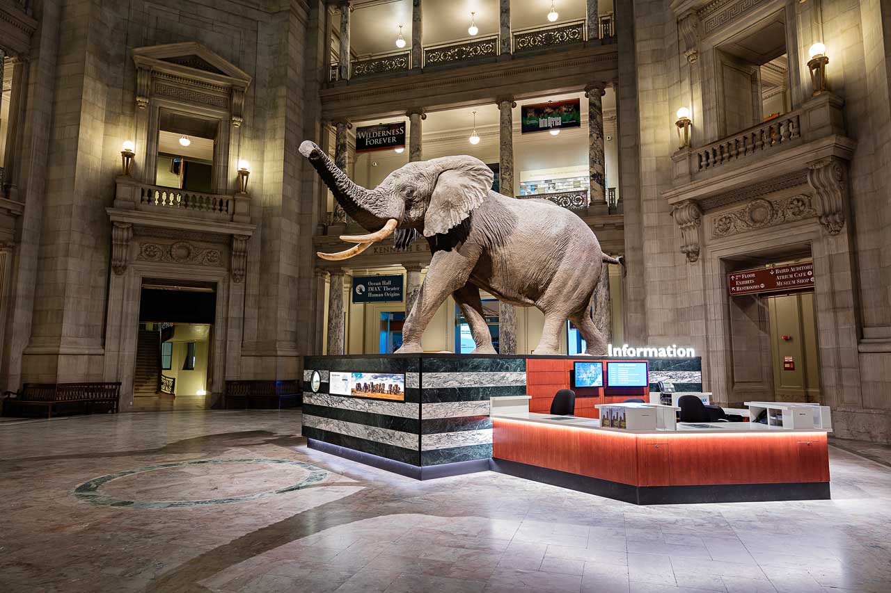 renovated_elephant_display_1