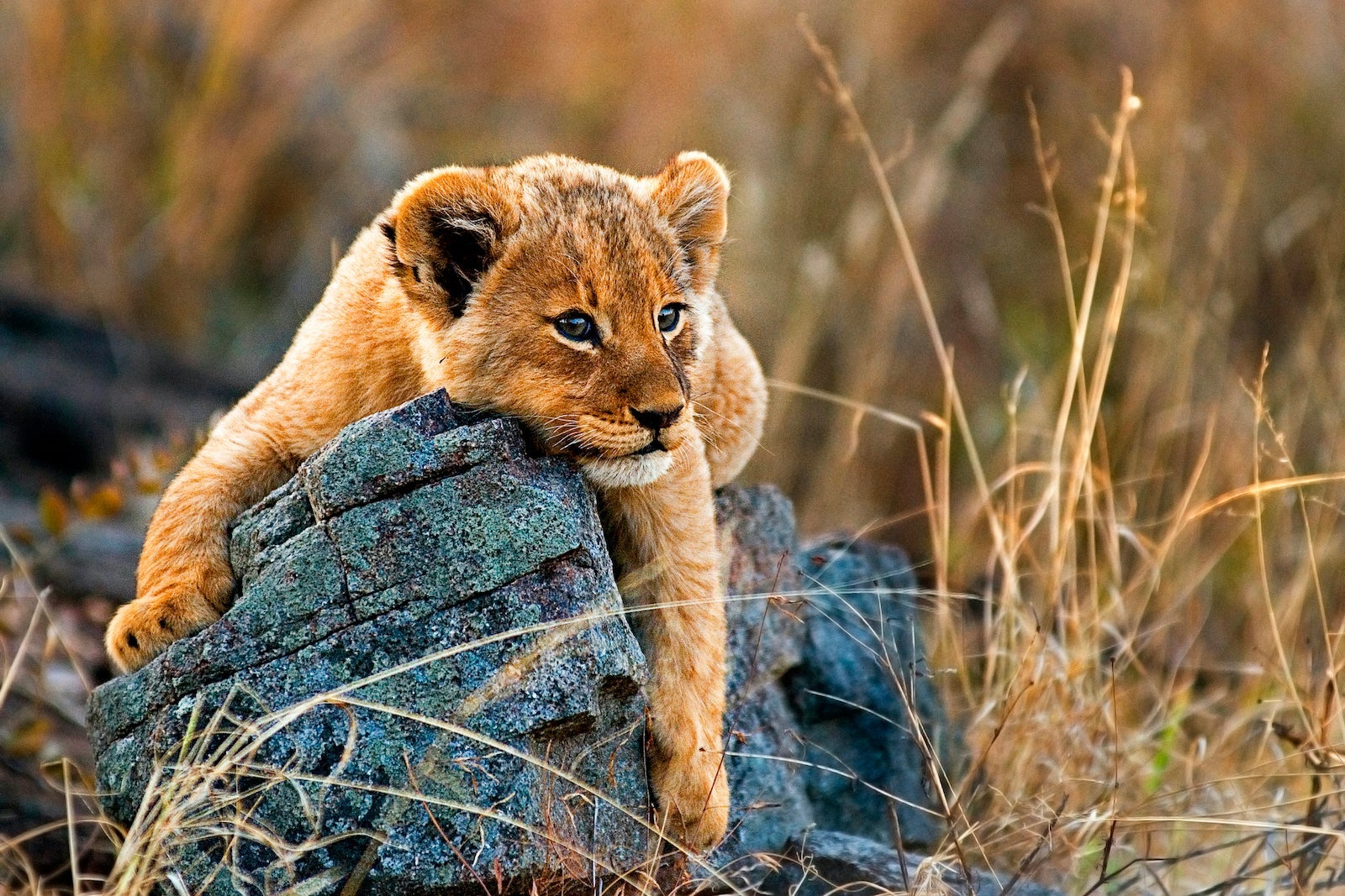 Safari_Londolozi Images_Mint Images