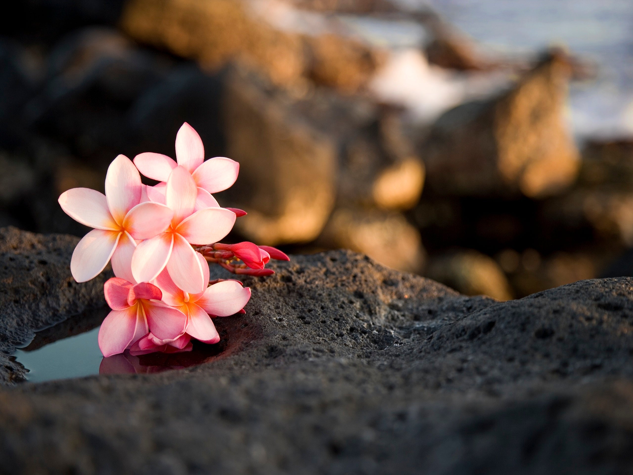 A bundle of pink flowers sitting on rocks