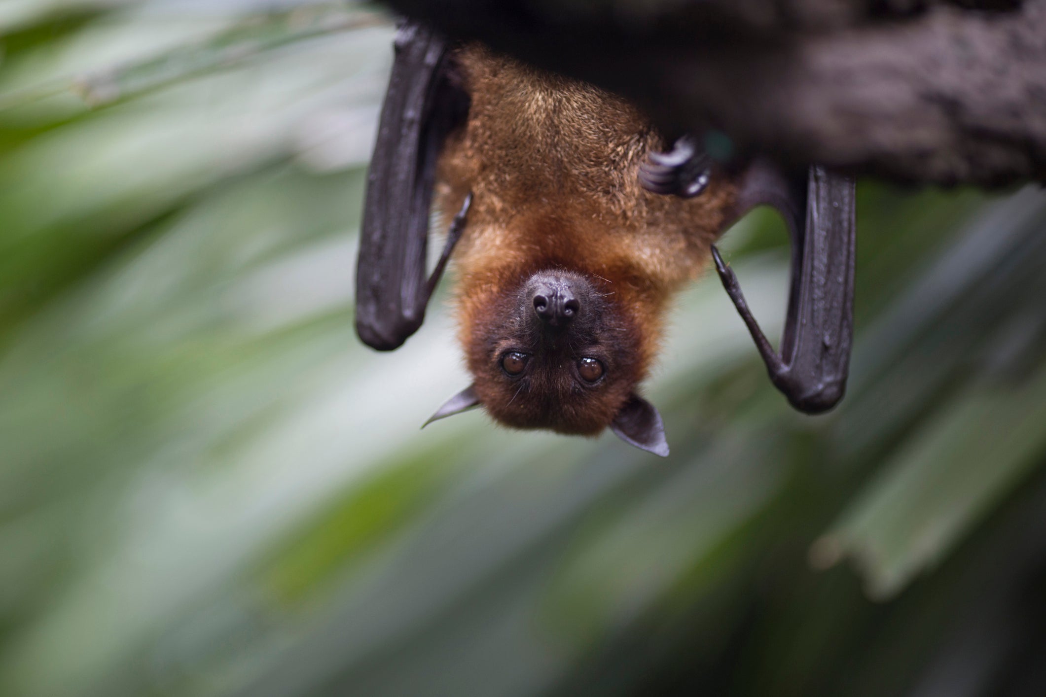 Close up of brown bat hanging upside down from a tree.