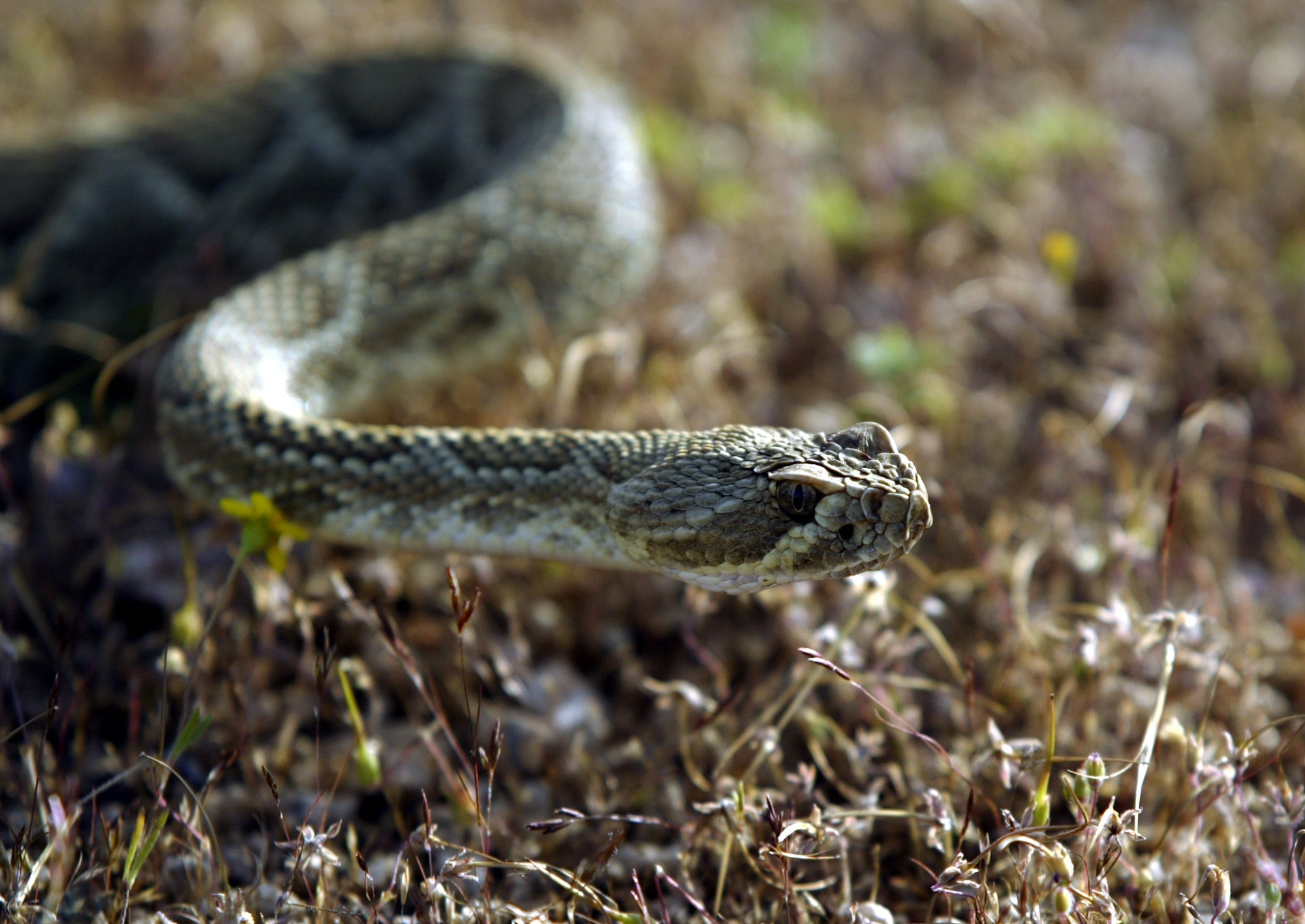 Victorville, April 13, 2004 A Mojave Green rattlesnake with a transmitter implanted, moves