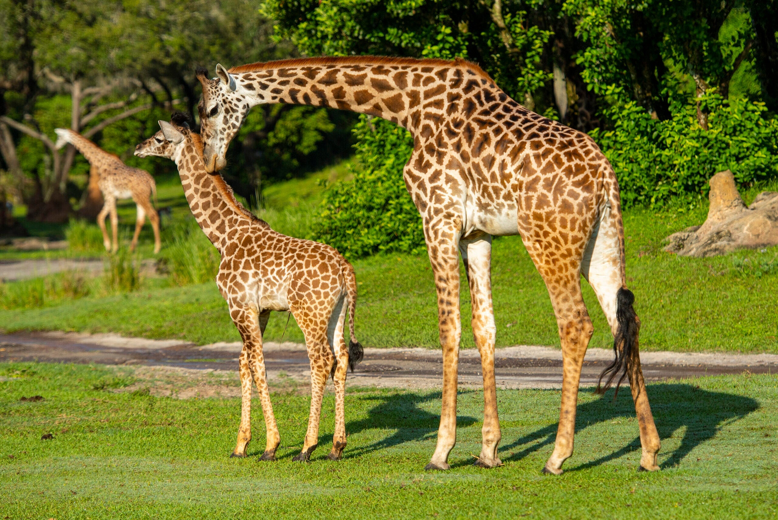 Animal Kingdom Giraffe Calf