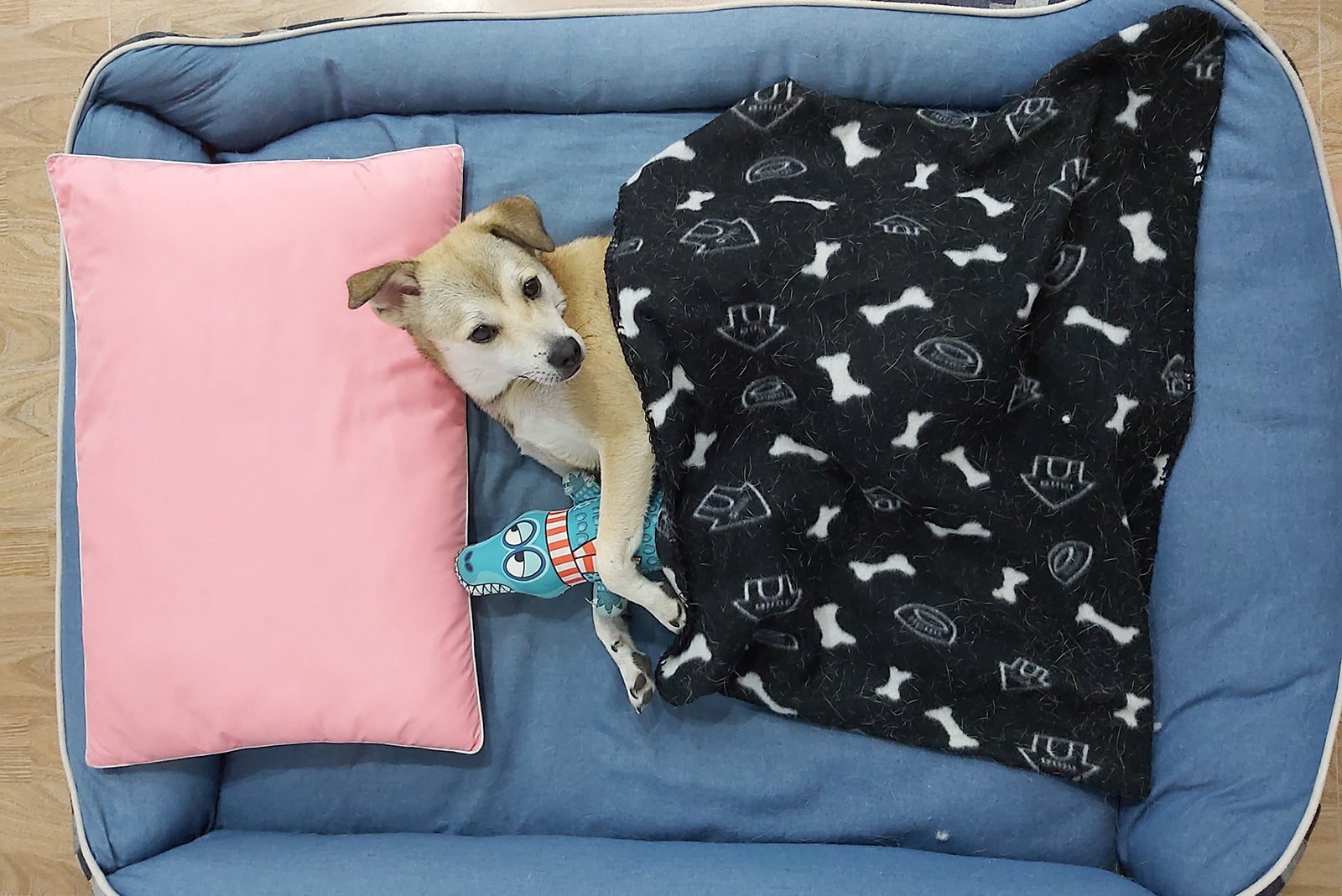 bandido-spoiled-ready-bed