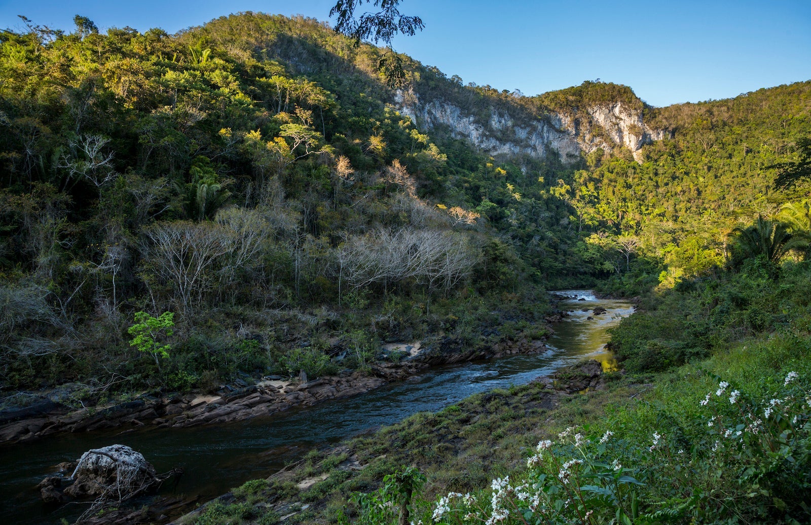 Macal River in Belizean Jungle