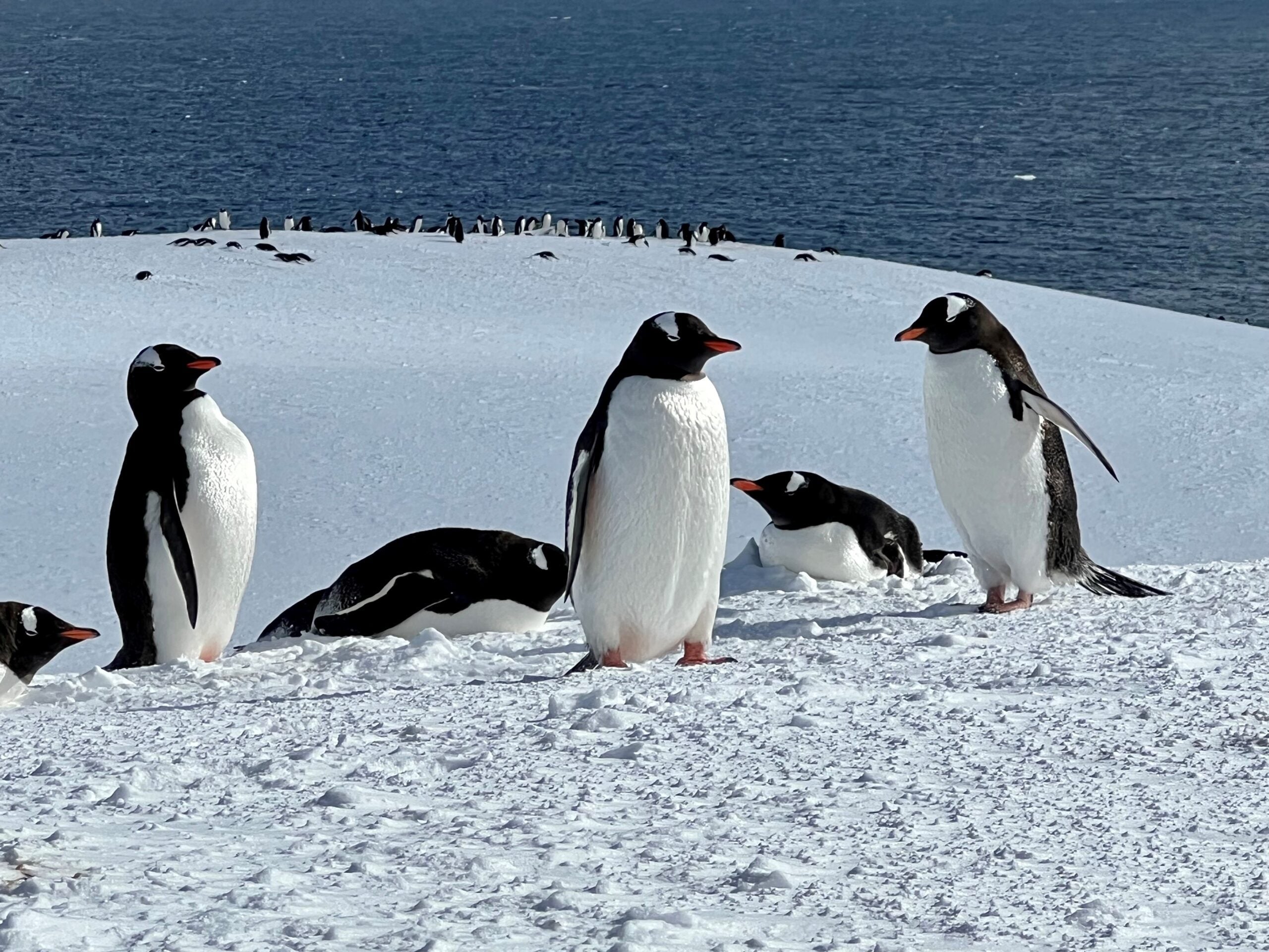 Damoy Point Antarctica gentoo penguins