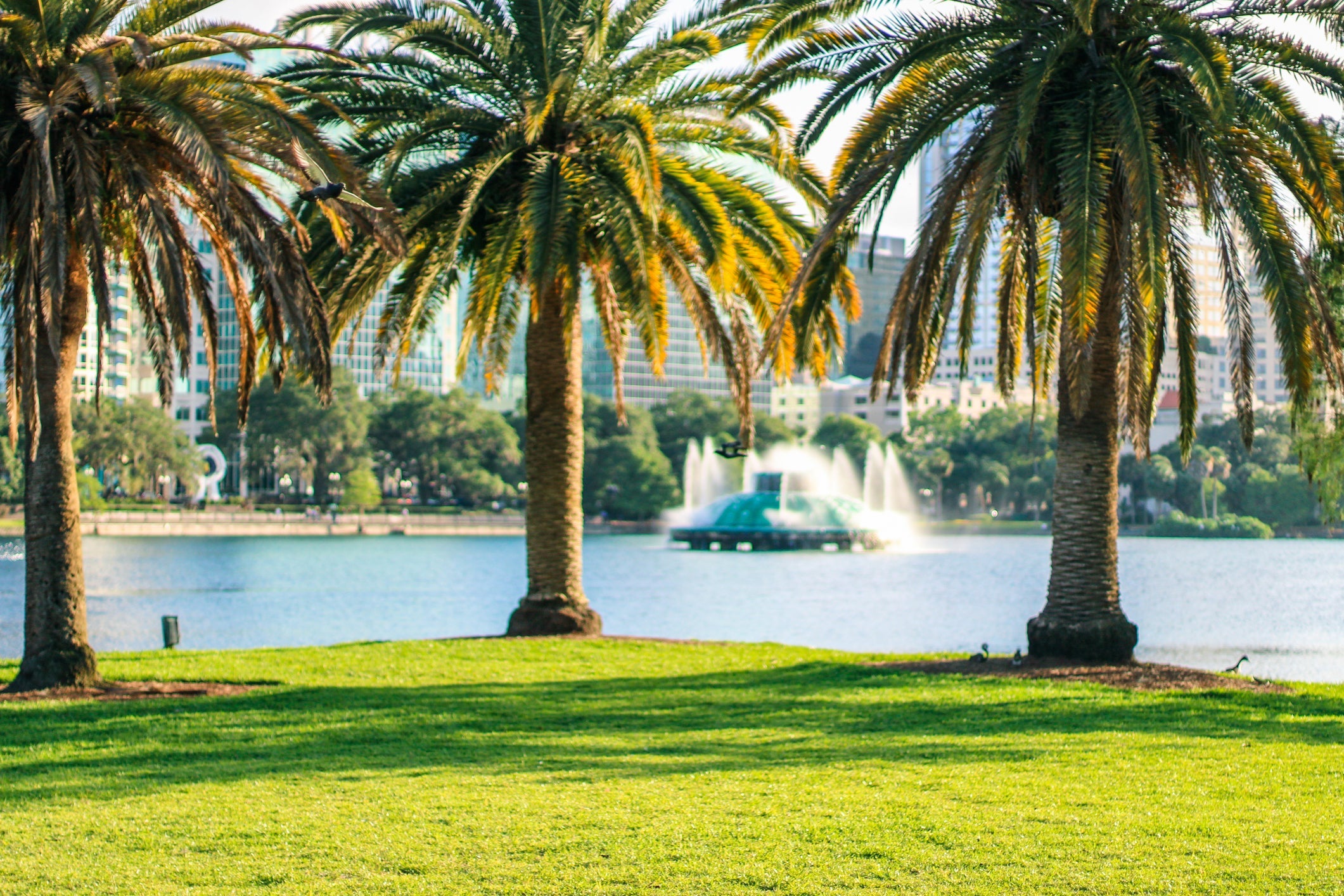 Palm Trees on Meadow Against Florida Lake