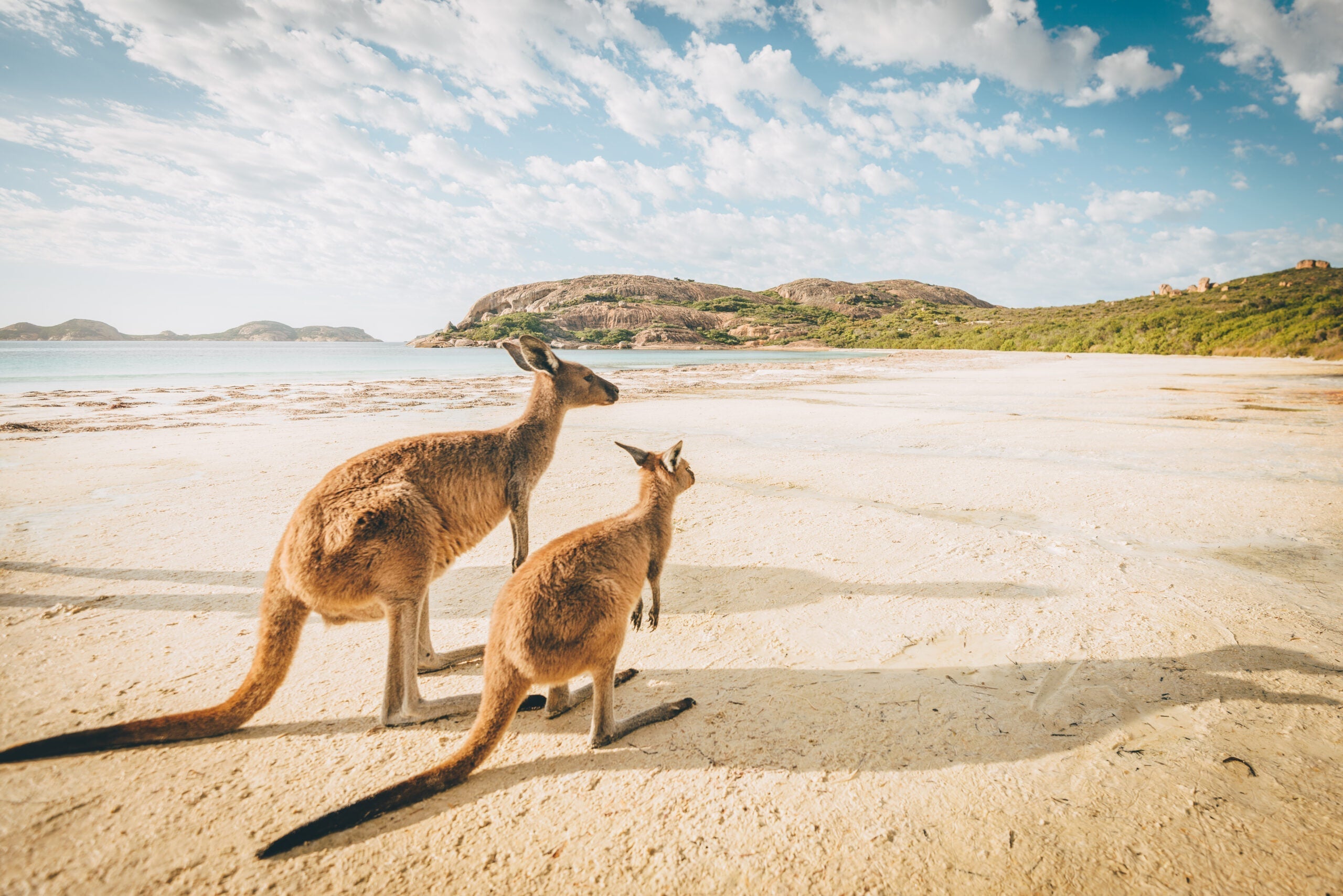 Esperance beach Kangaroos