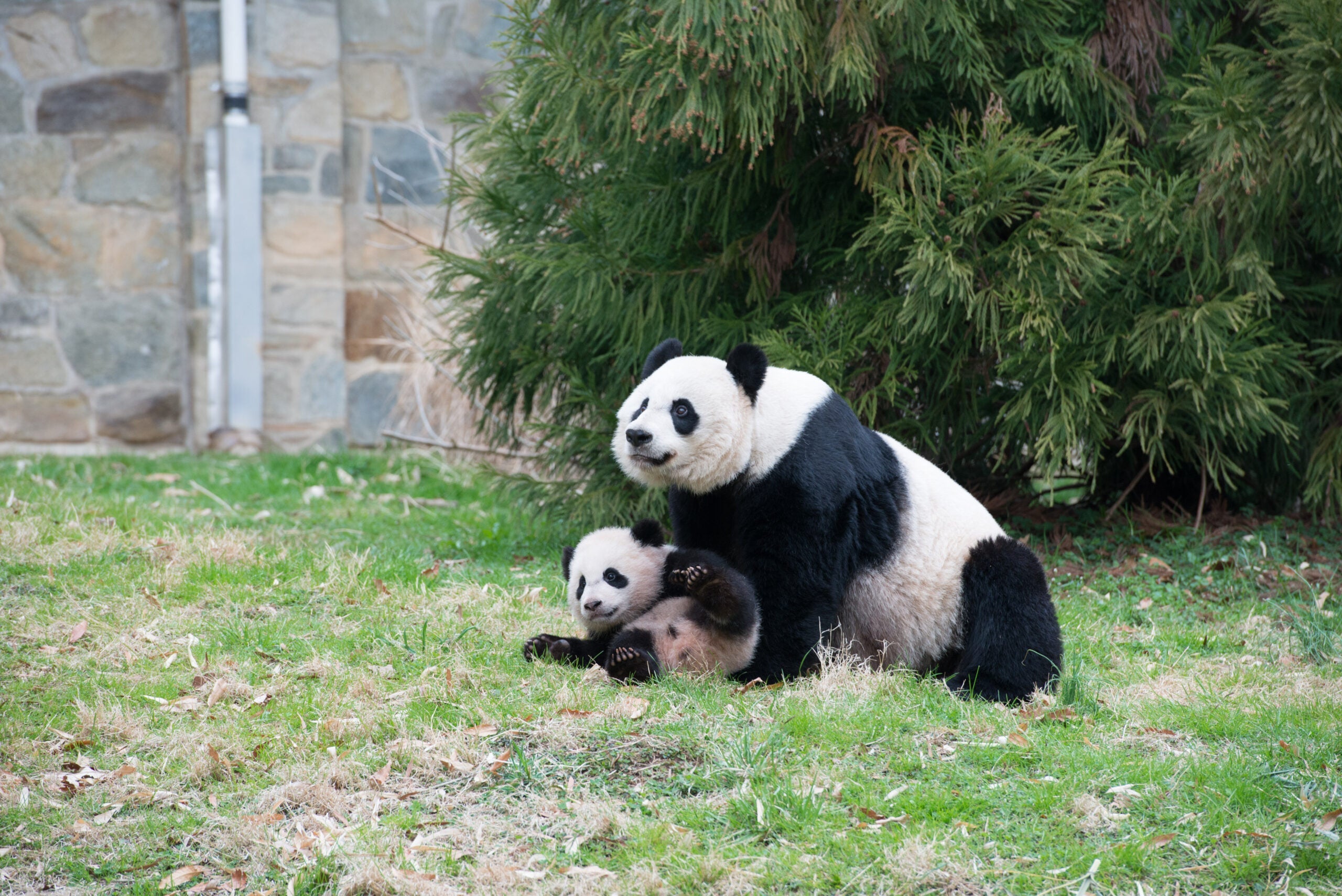 Bao Bao Outside 4/2/14