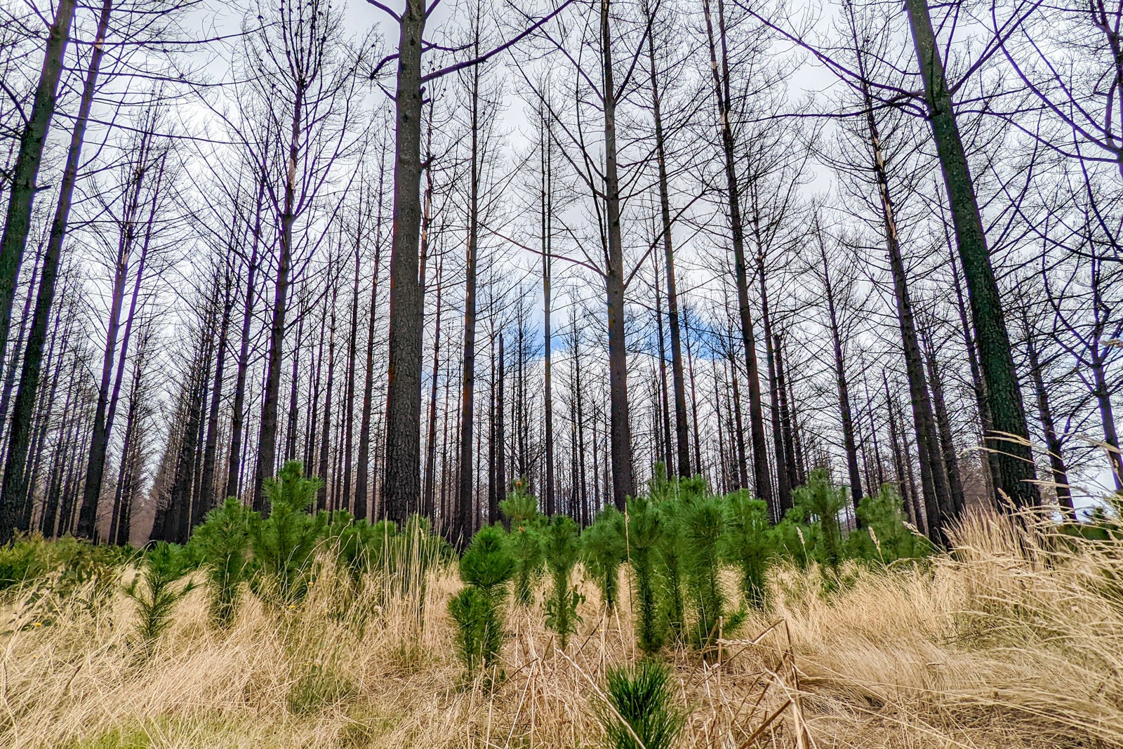 Kangaroo Island Bushfire Recovery