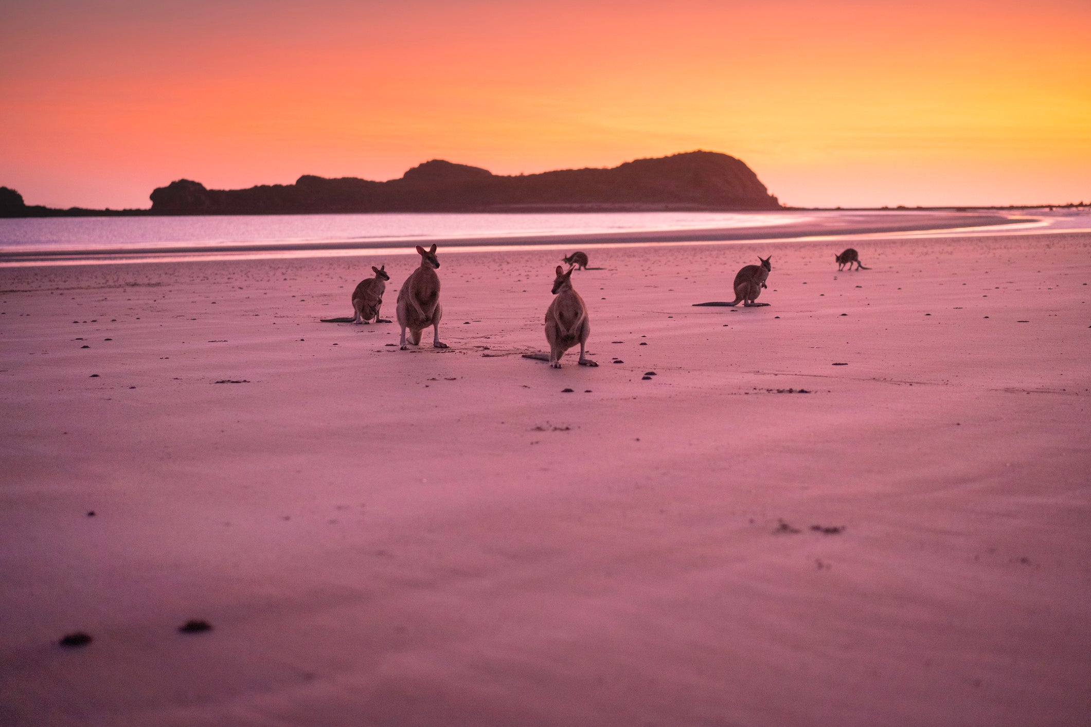 Kangaroos sitting on a beach in Australia at sunrise