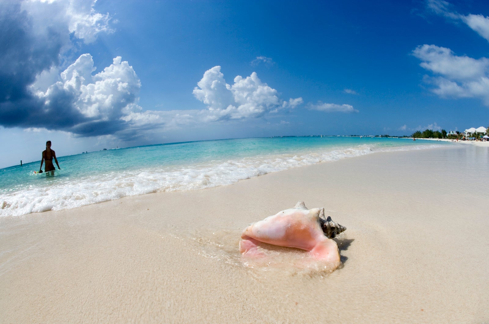 Queen Conch (Strombus gigas) on Beach, Cayman