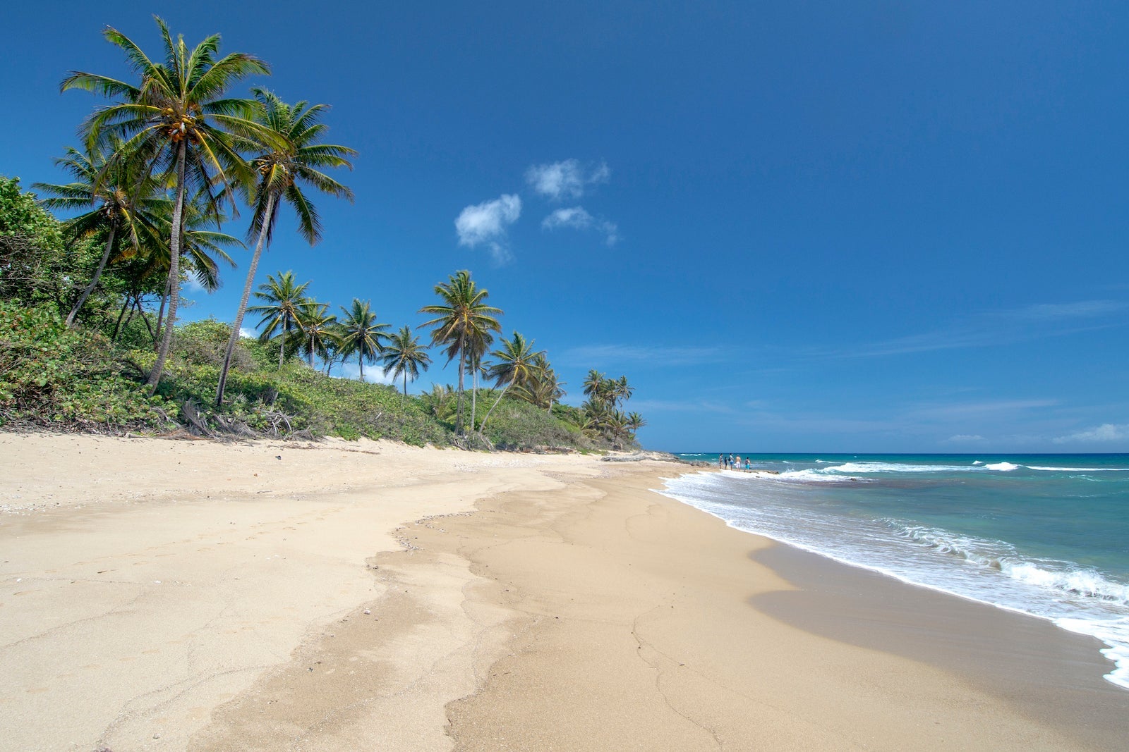 Tropical beach with palm trees and crystal clear water at Perla Marina beach, Cabarete, Dominican Republic