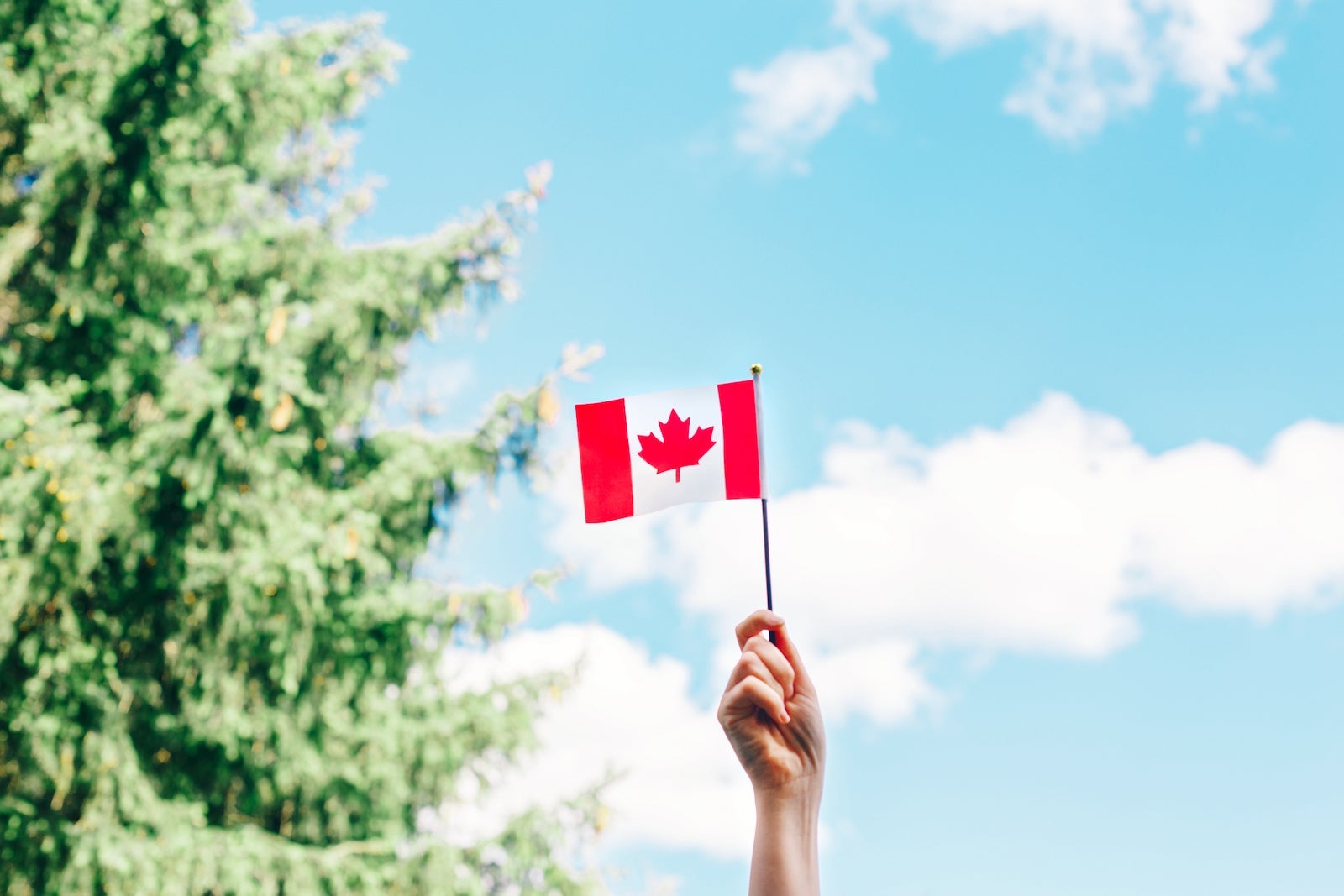Woman Human Hand Arm Waving Canadian Flag Against Blue Sky. Celebrating Canada Day On 1St Of July