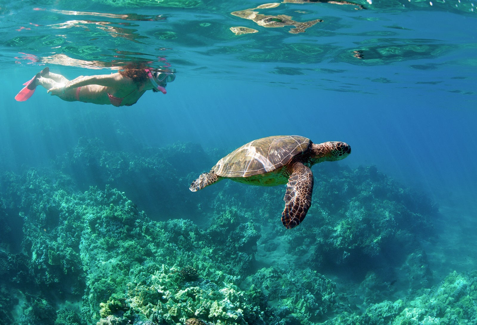 Woman snorkeling with sea turtle underwater over coral reef in Wailea, Maui, Hawaii, USA.