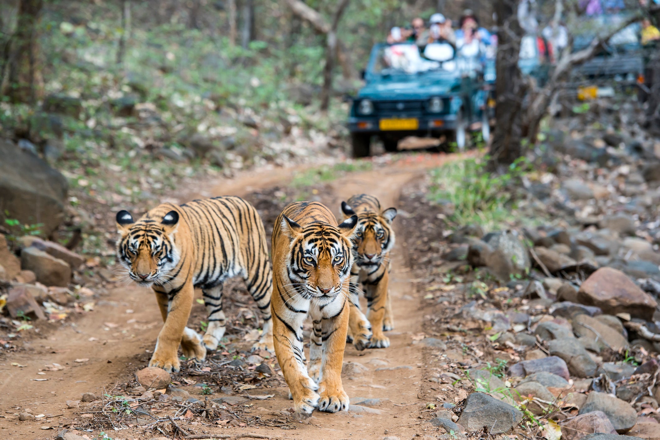 Three bengal tigers in front of tourist car