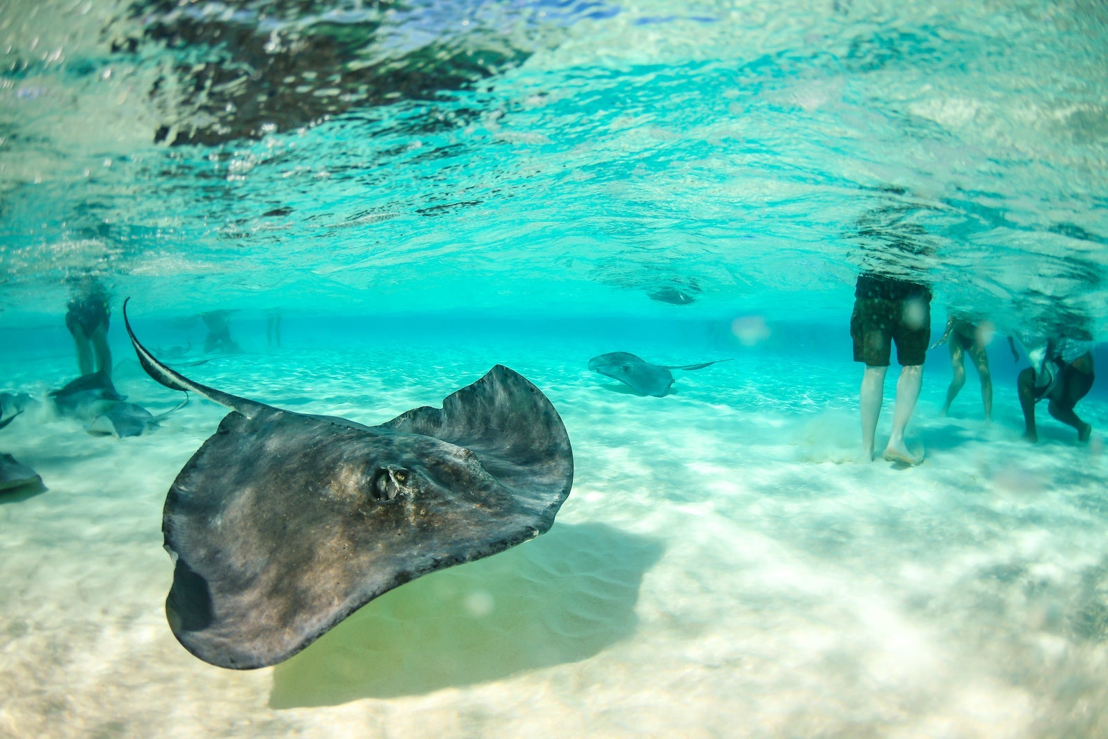 Stingray At Stingray Sandbar