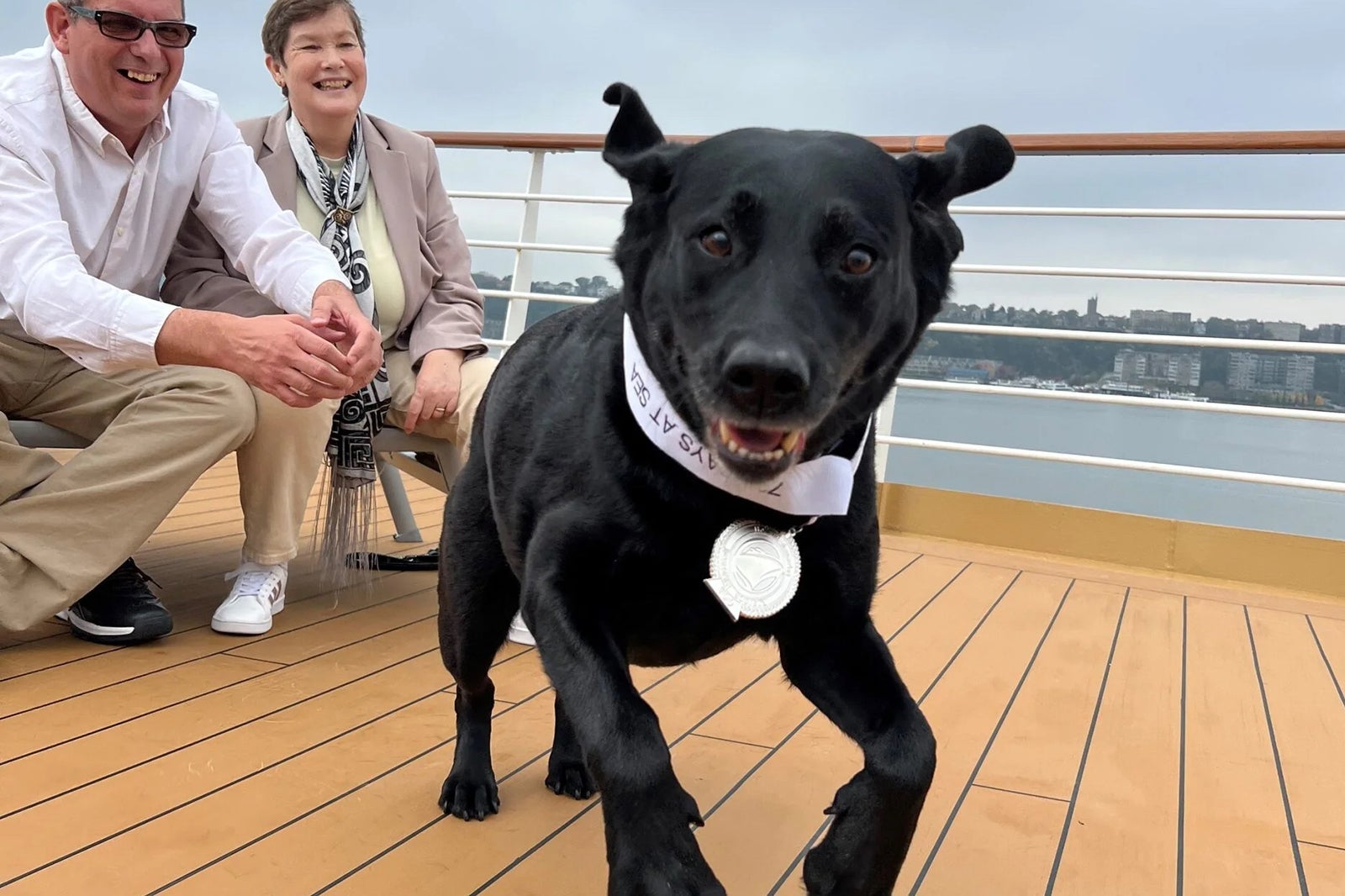 Joska-the-service-dog-scaled