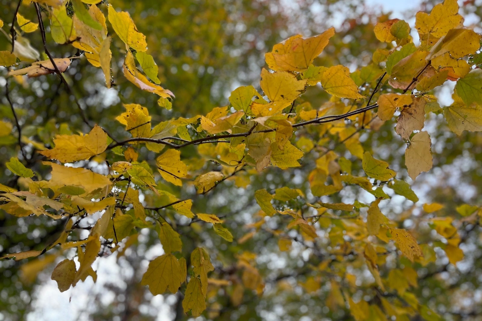 fall foliage