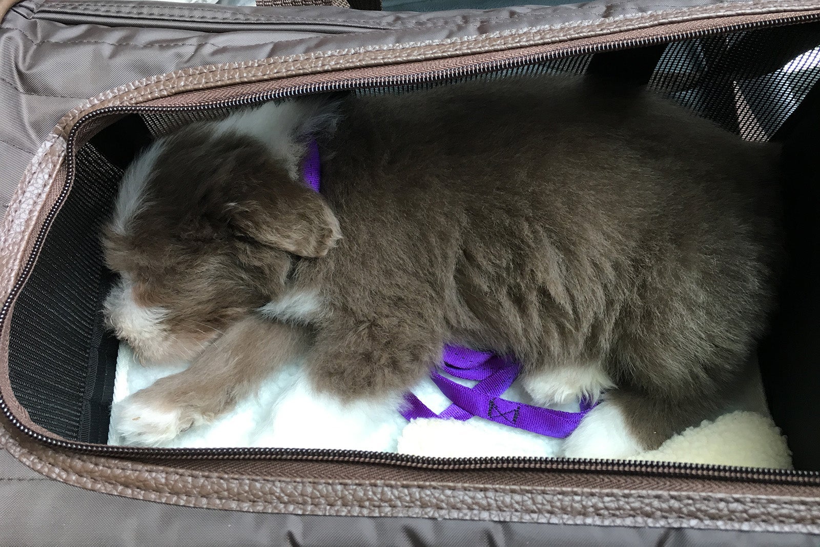 sherpa-original-deluxe-brown-medium