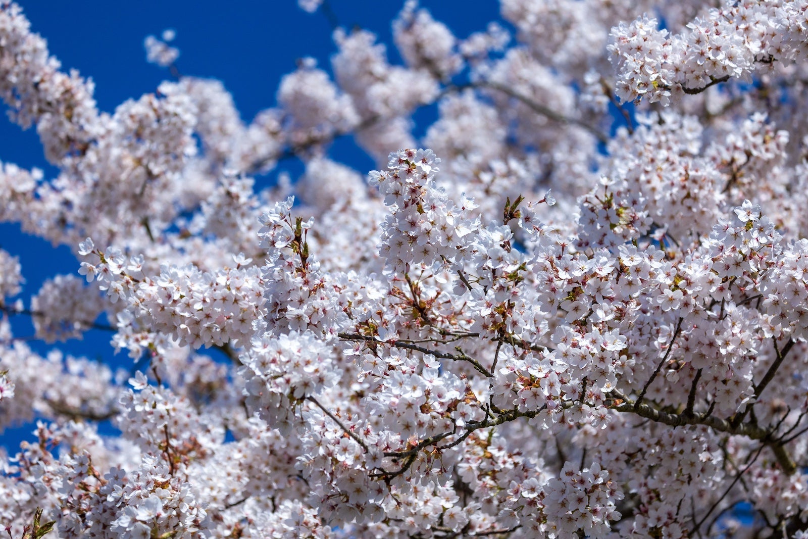 Flowering time of Japanese ornamental cherry