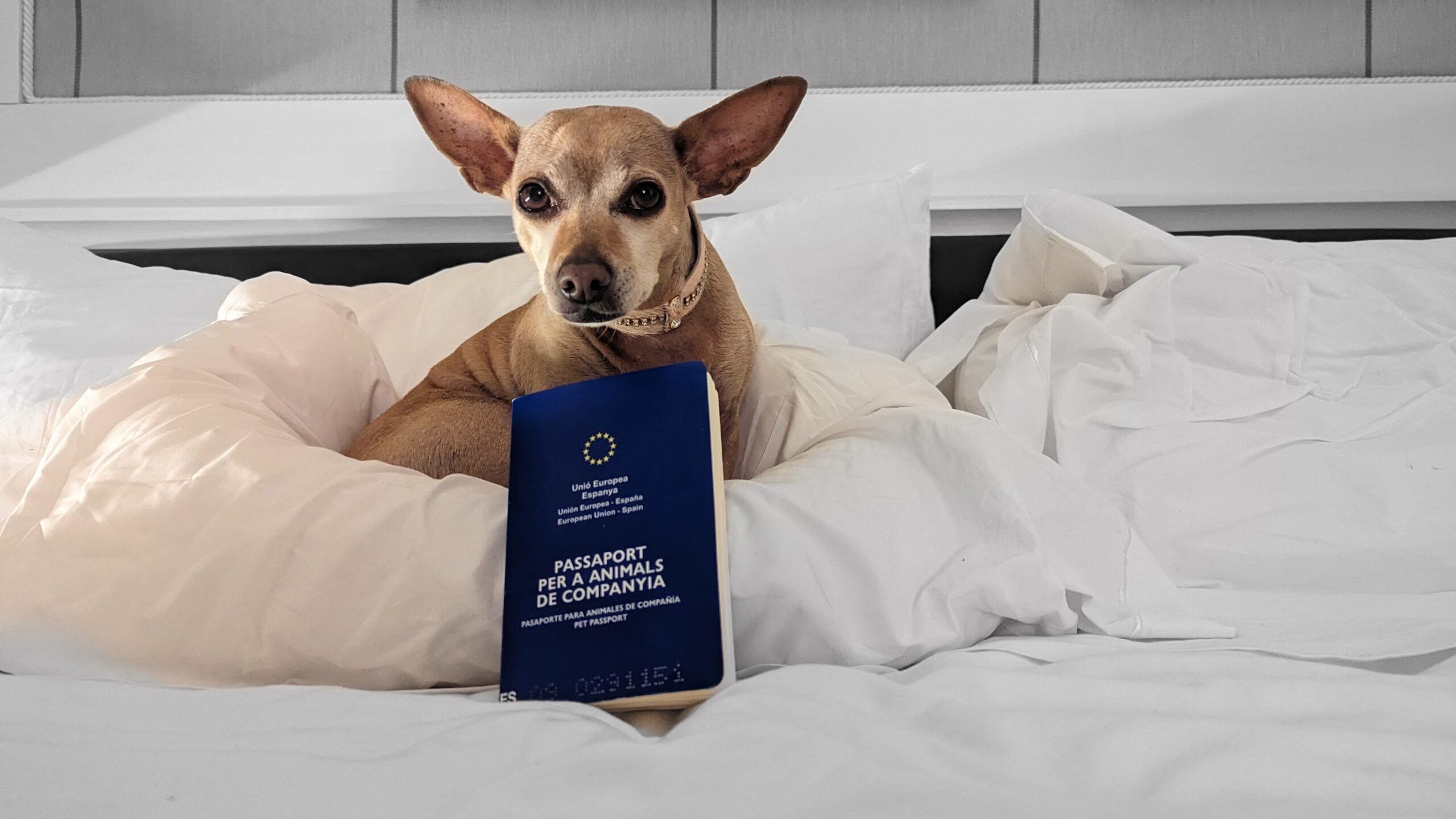 PXL_20231211_180604208-EDIT