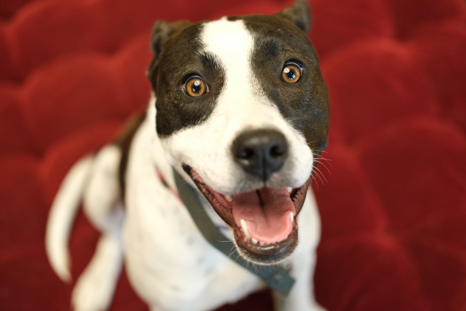 041923_BN_DogInResidence_Zoe_PhotoCred-NatalieBisignano