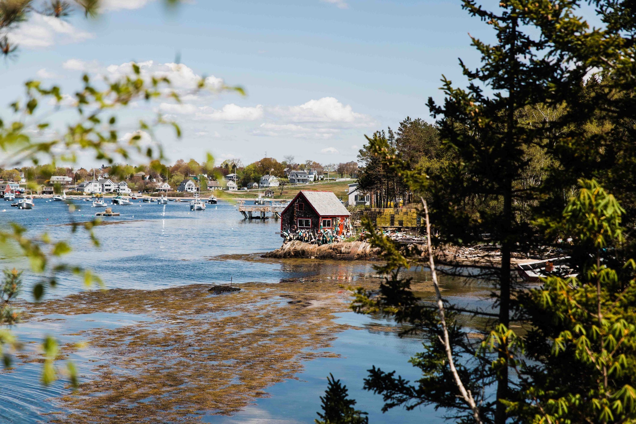 Harpswell Maine, Rocky Coastline Through the Trees